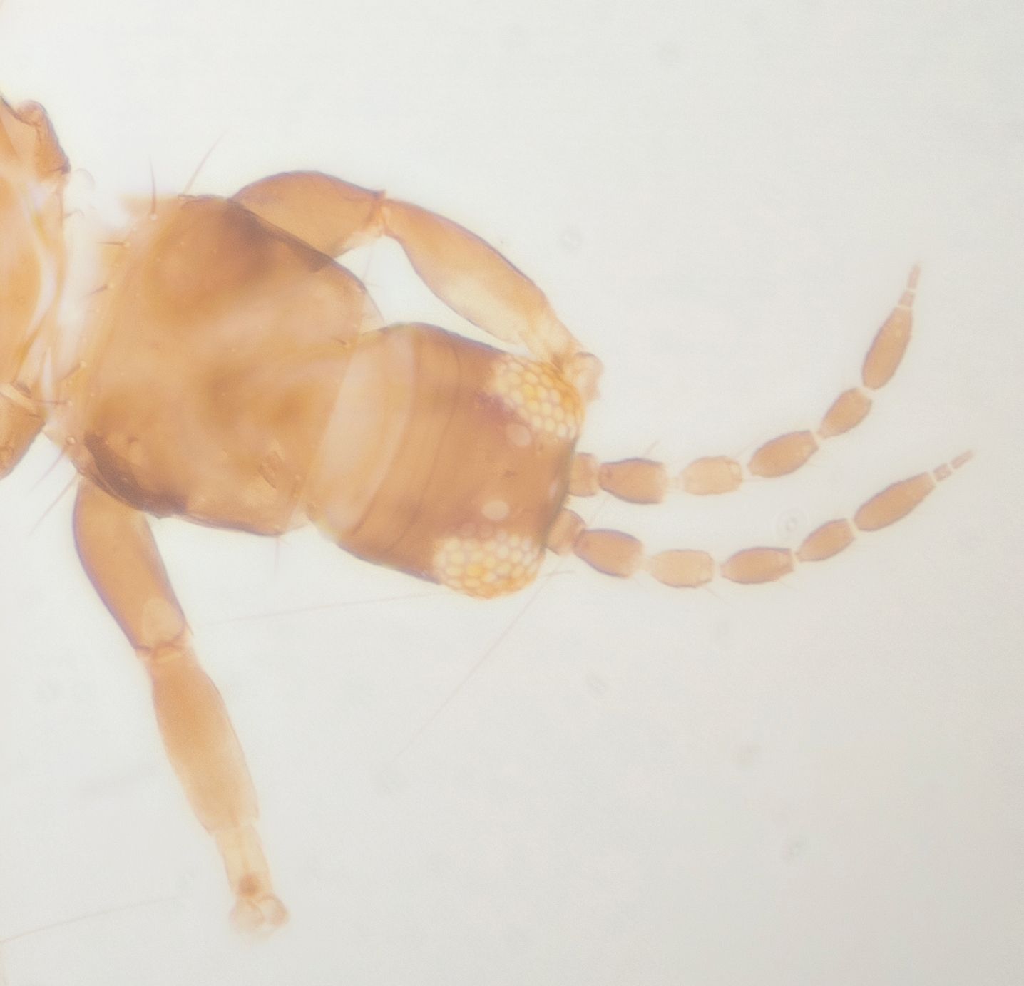 Frankliniella minuta