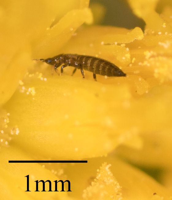 Frankliniella minuta