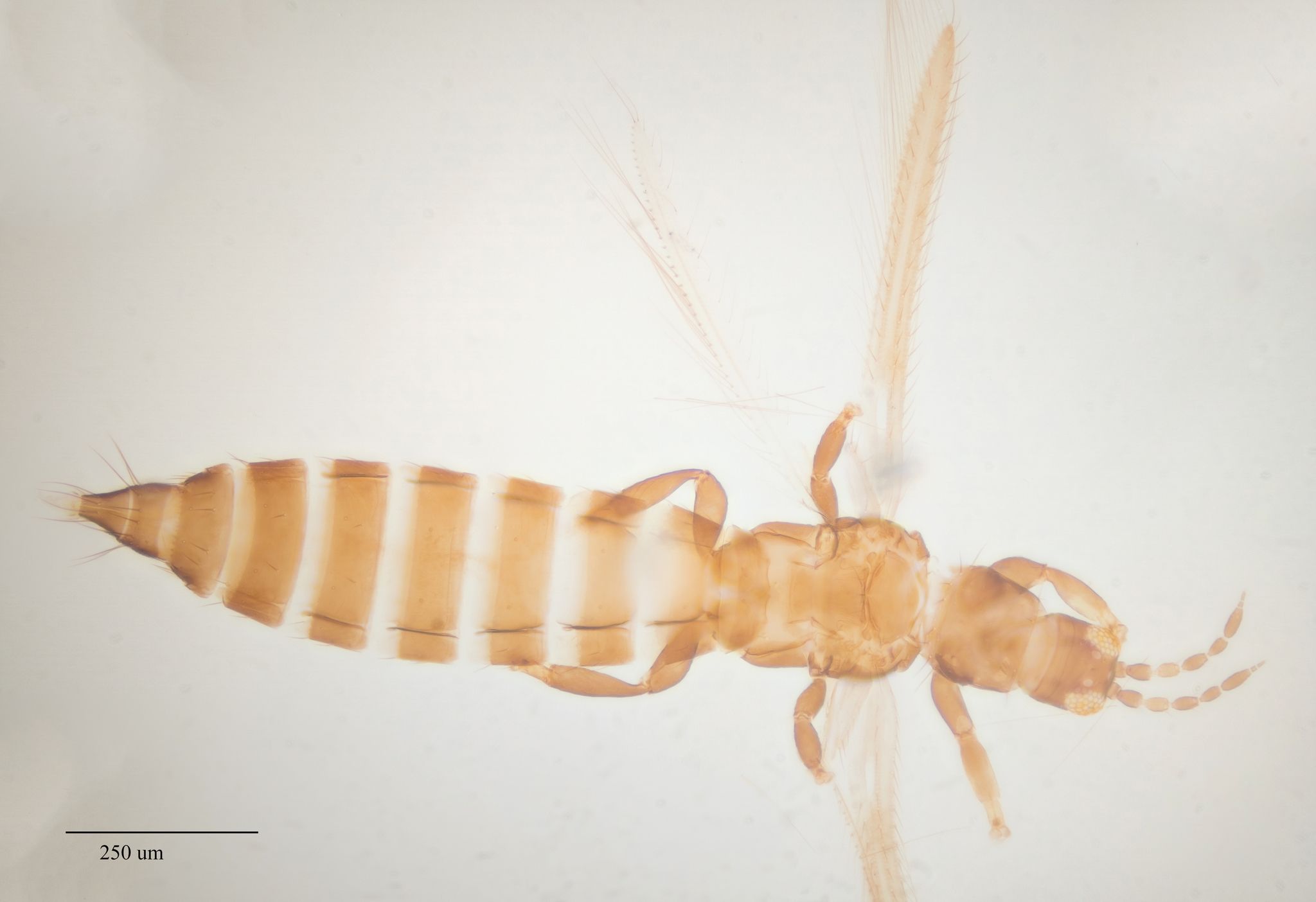 Frankliniella minuta