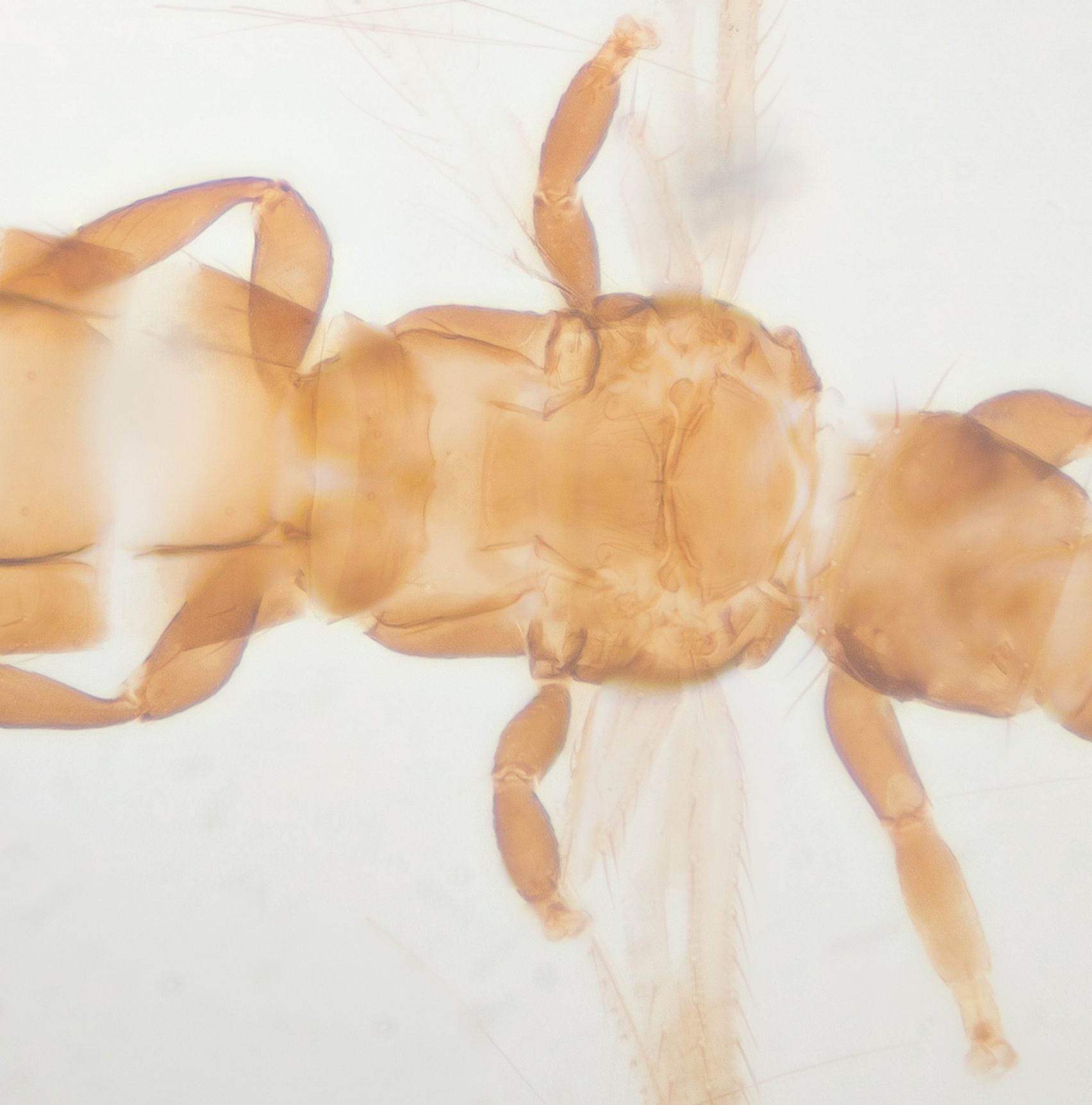Frankliniella minuta