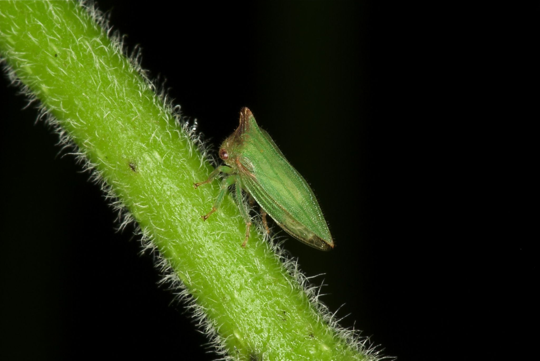 Metheisa lucillodes