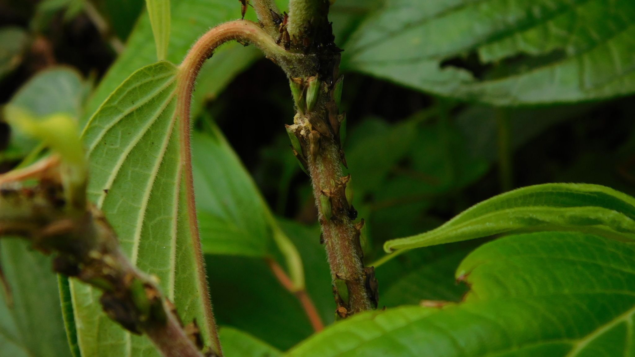 Metheisa lucillodes