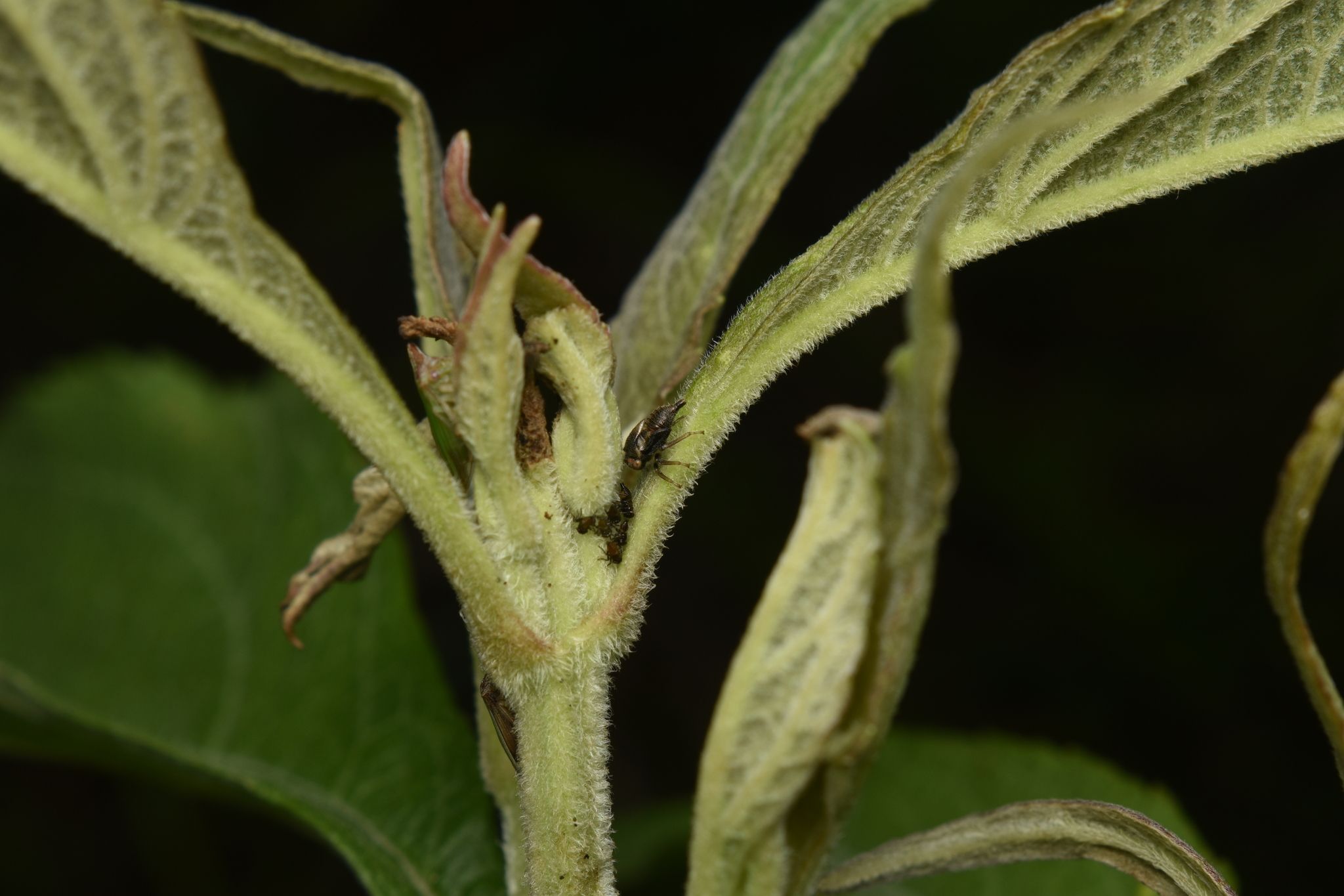 Metheisa lucillodes