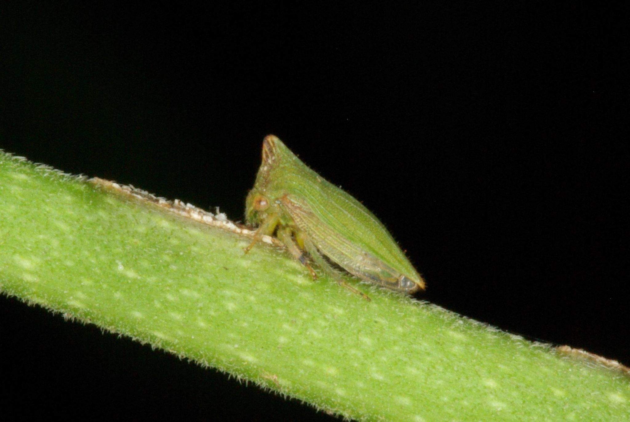 Metheisa lucillodes