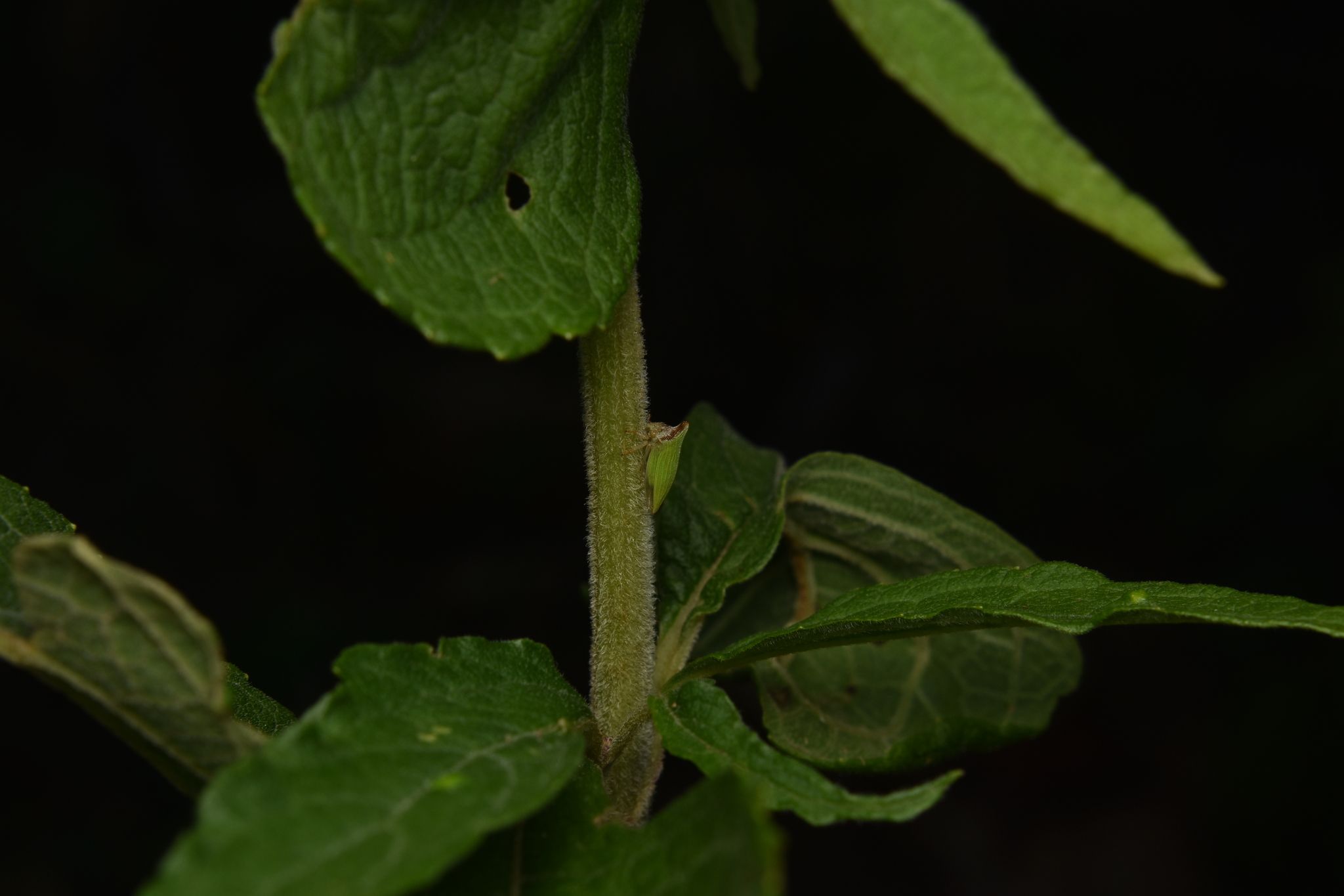 Metheisa lucillodes