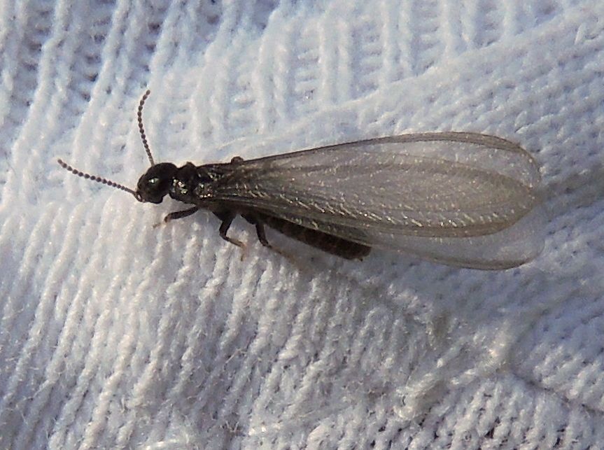 Reticulitermes lucifugus
