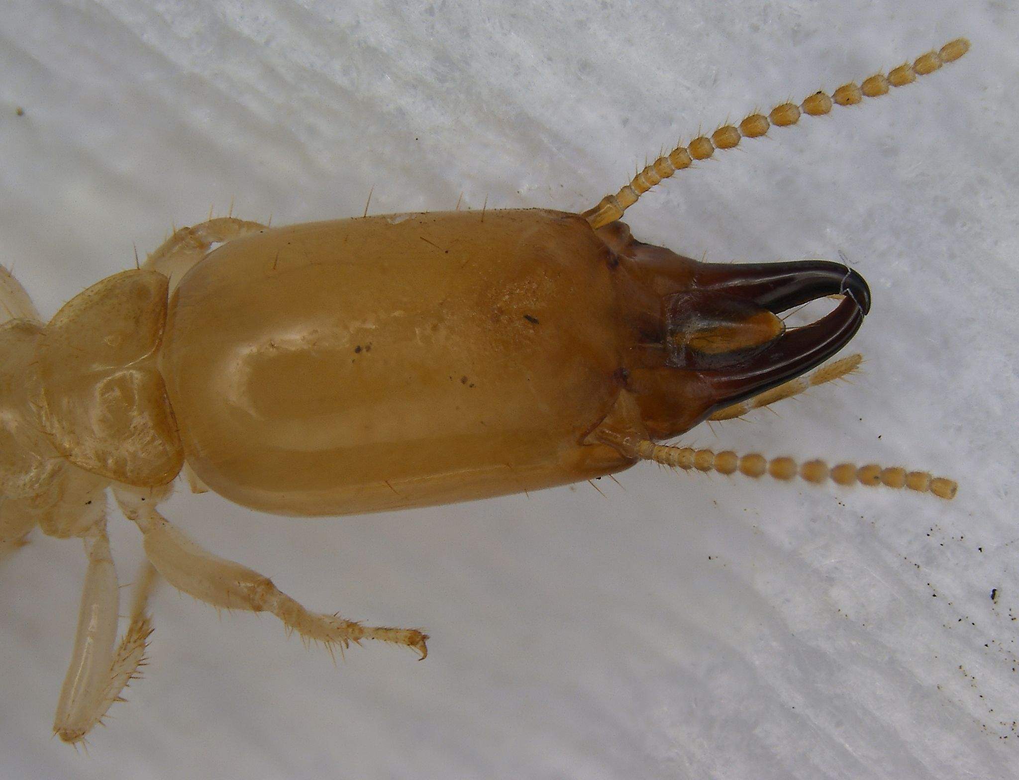 Reticulitermes lucifugus