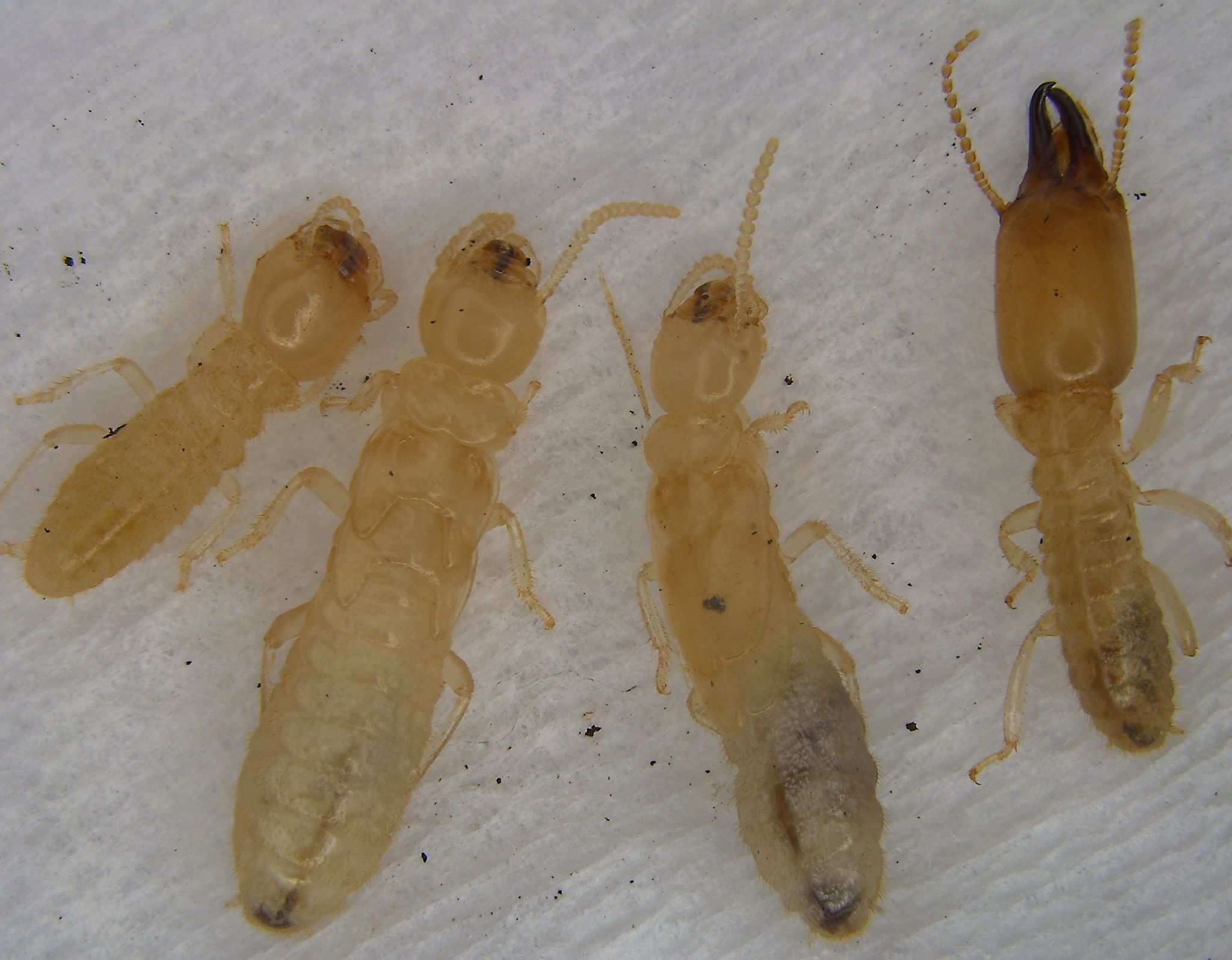 Reticulitermes lucifugus