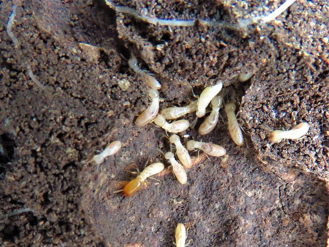 Reticulitermes lucifugus