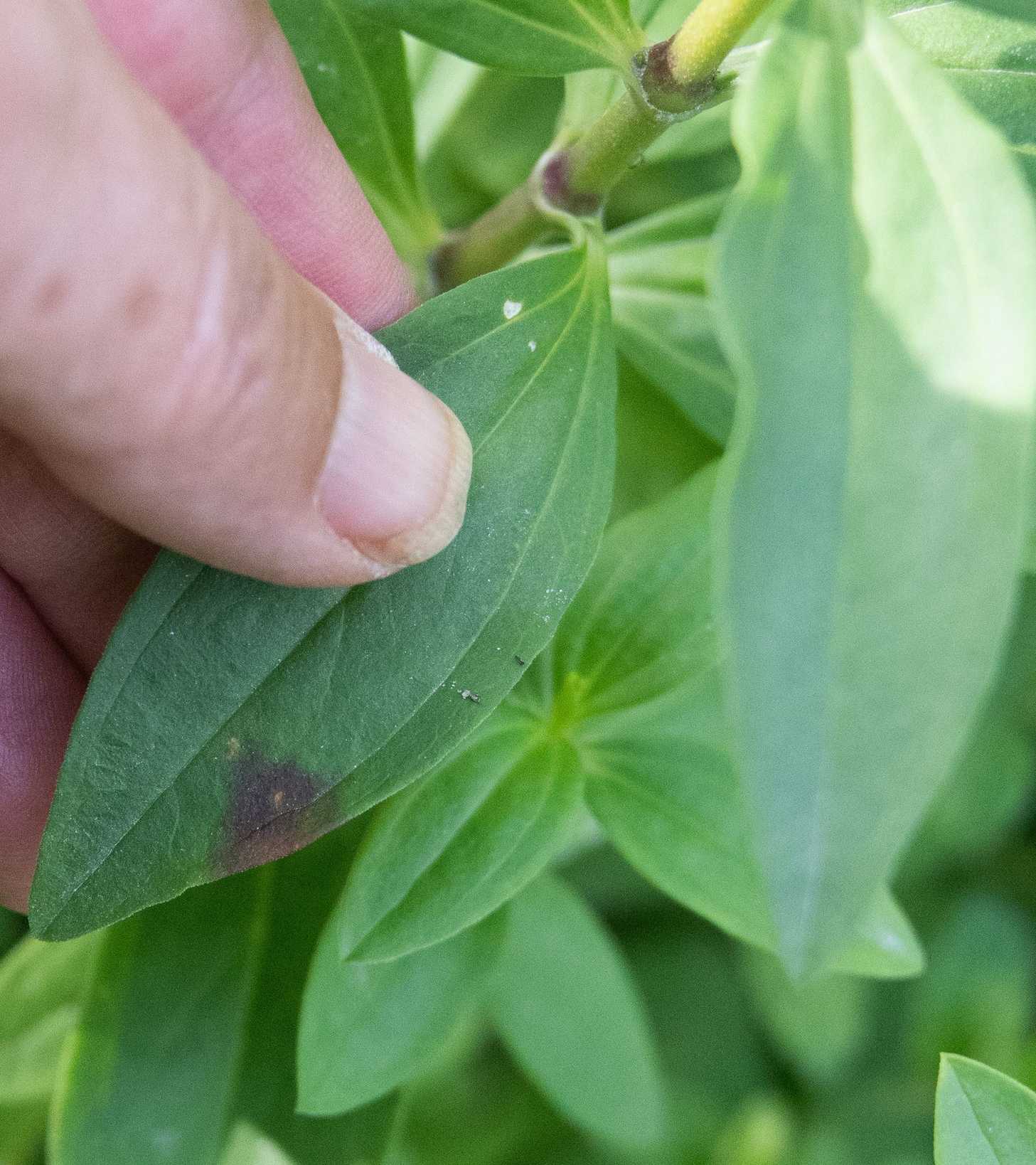 Alternaria saponariae