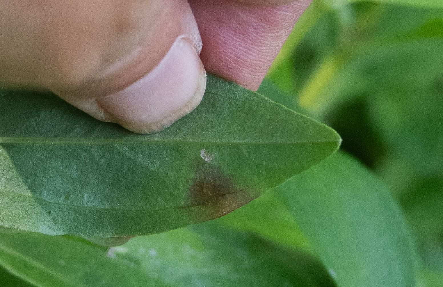 Alternaria saponariae