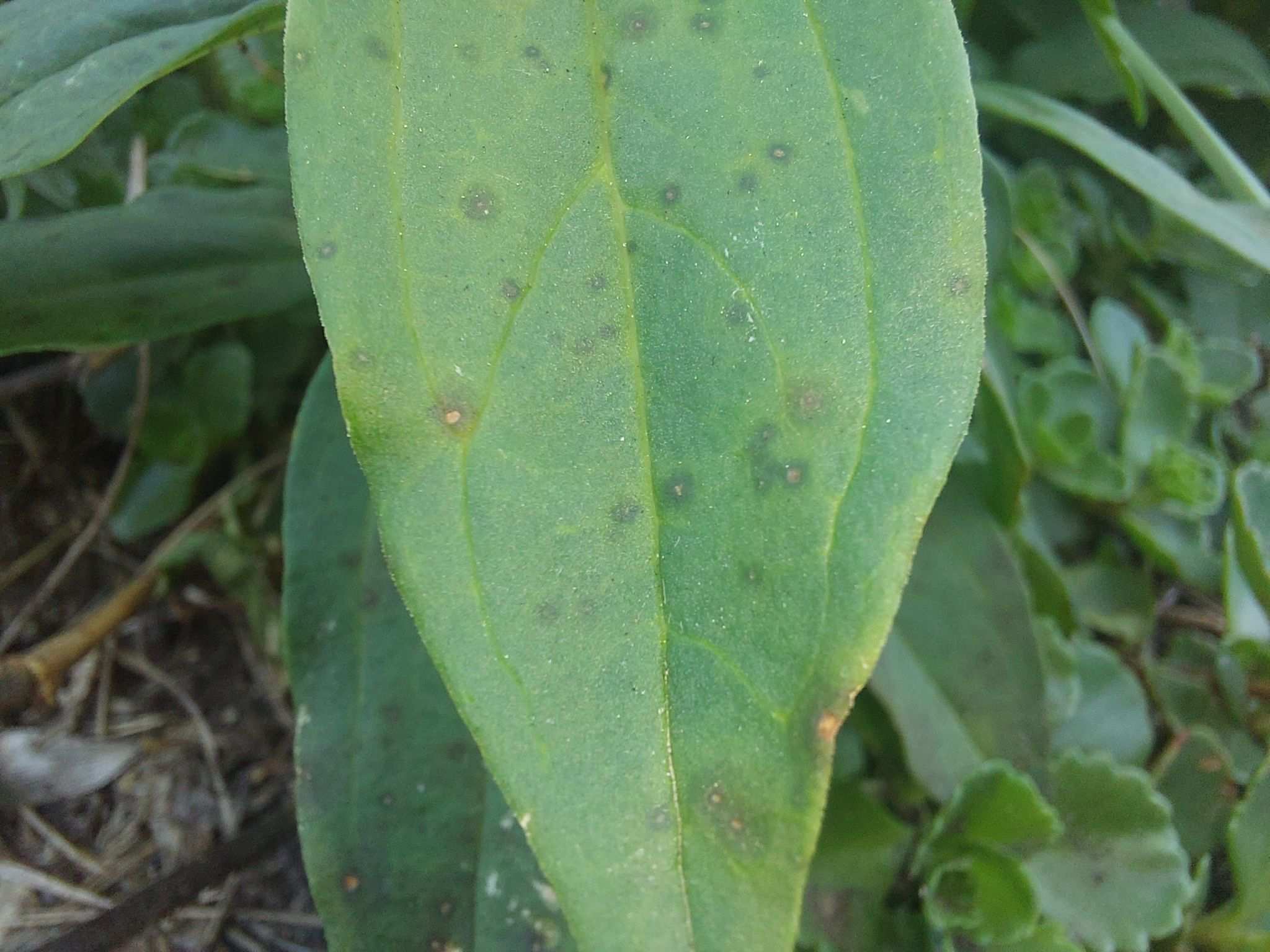 Alternaria saponariae