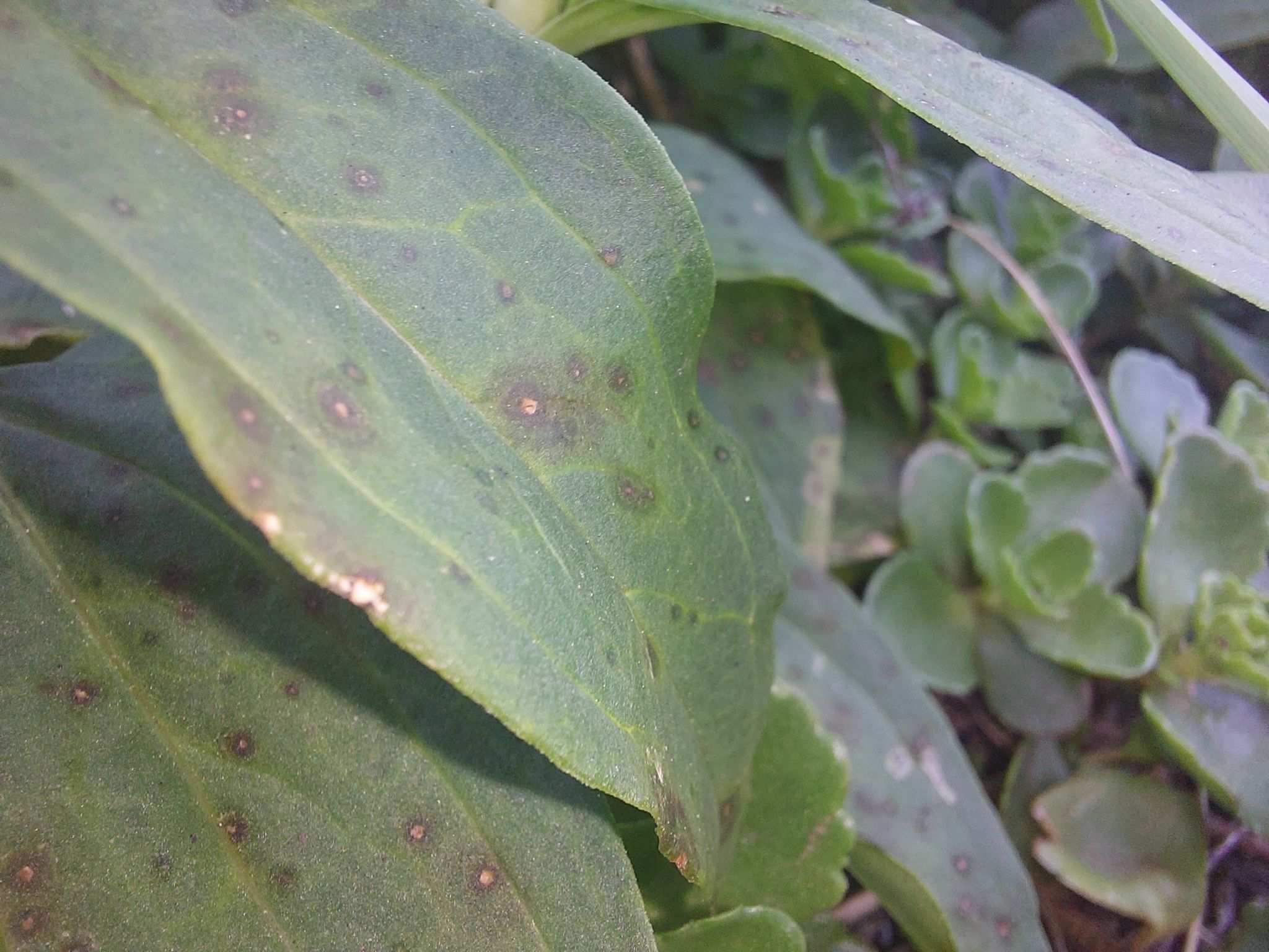 Alternaria saponariae