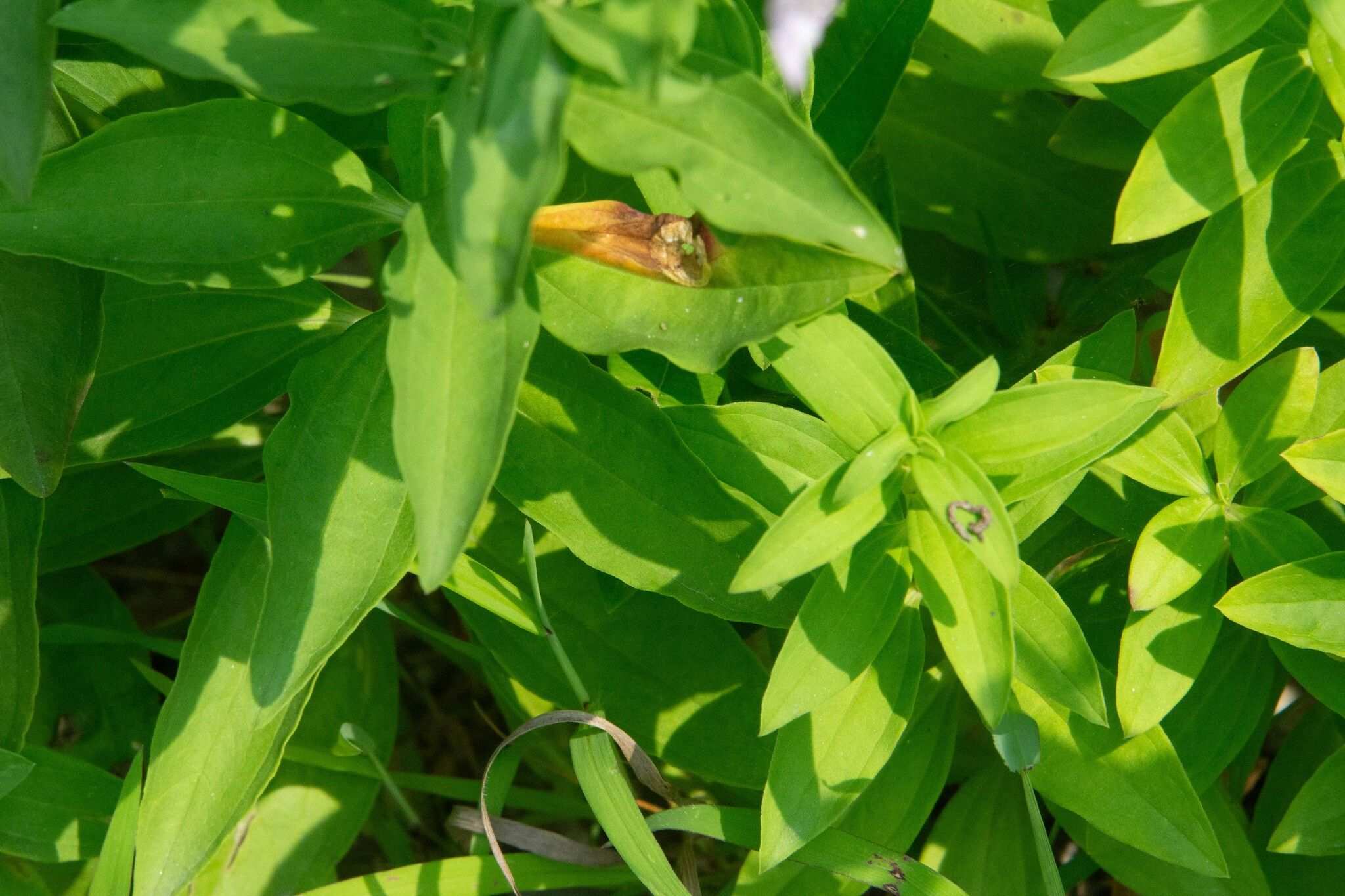 Alternaria saponariae