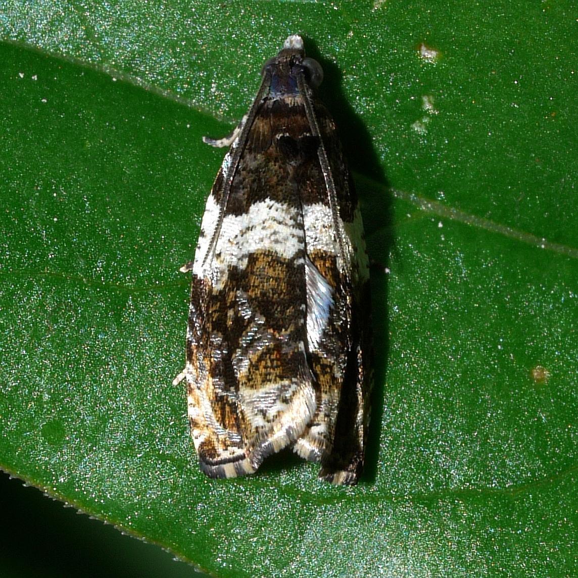 Olethreutes