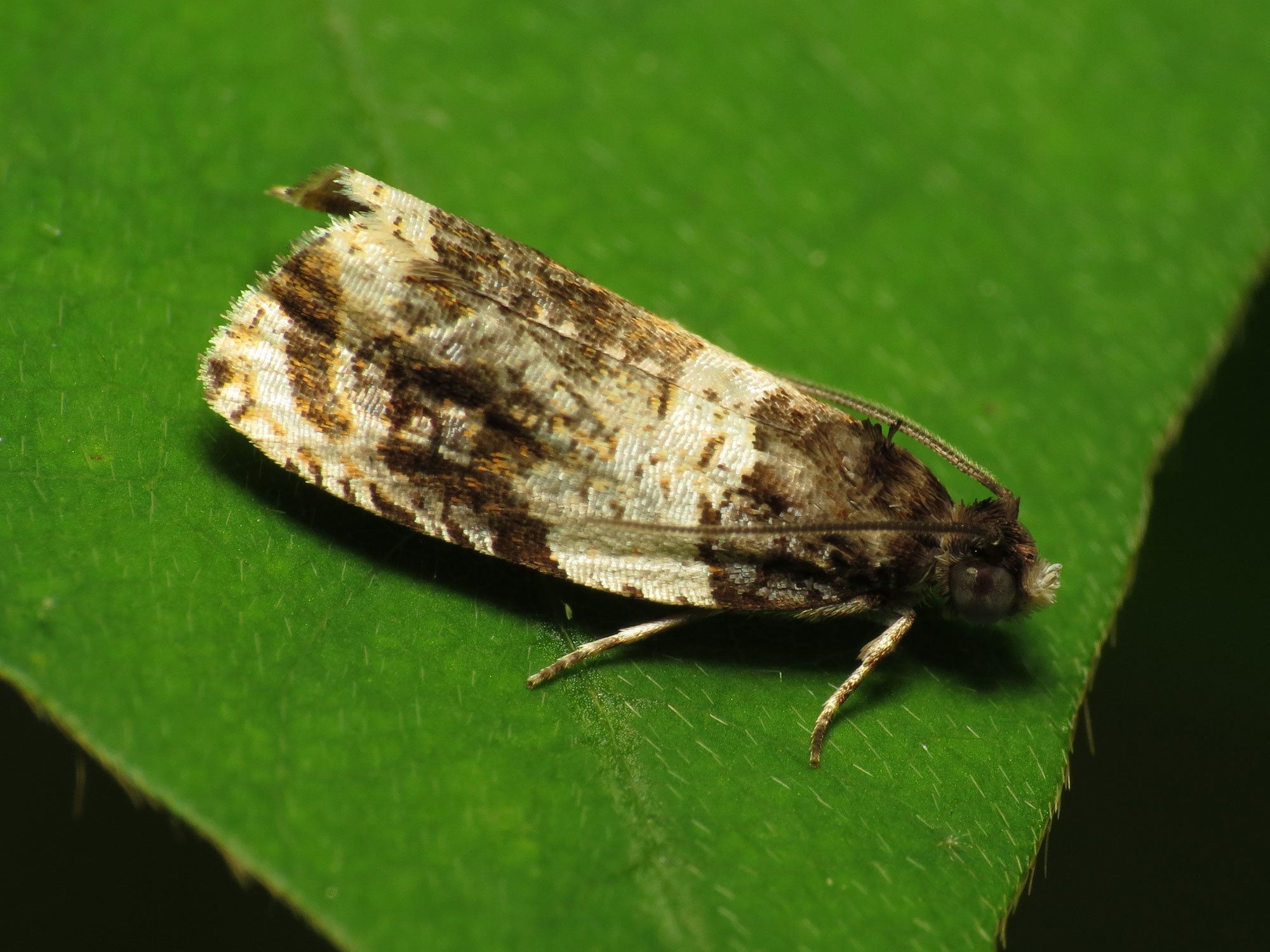 Olethreutes