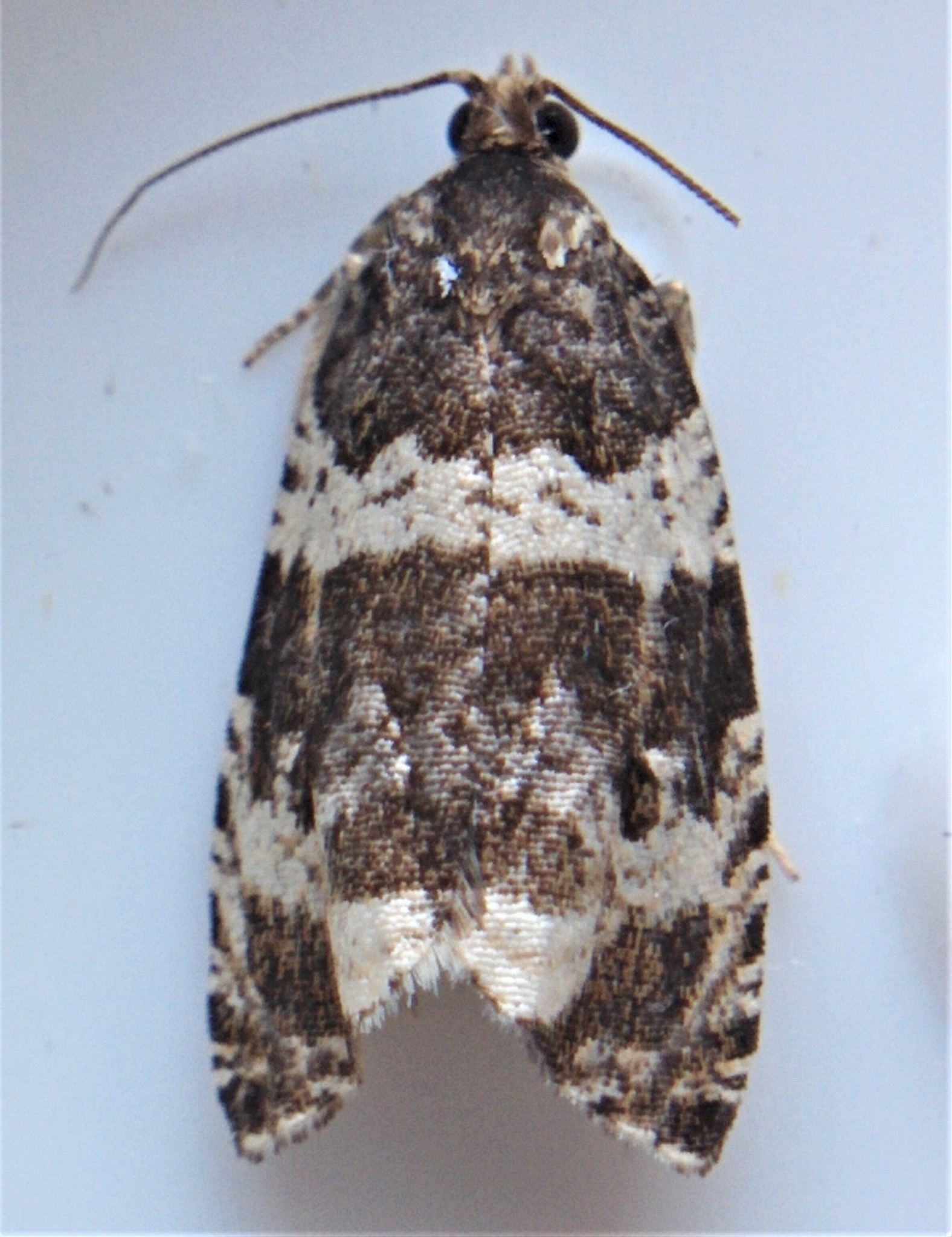Olethreutes