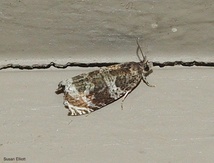 Olethreutes