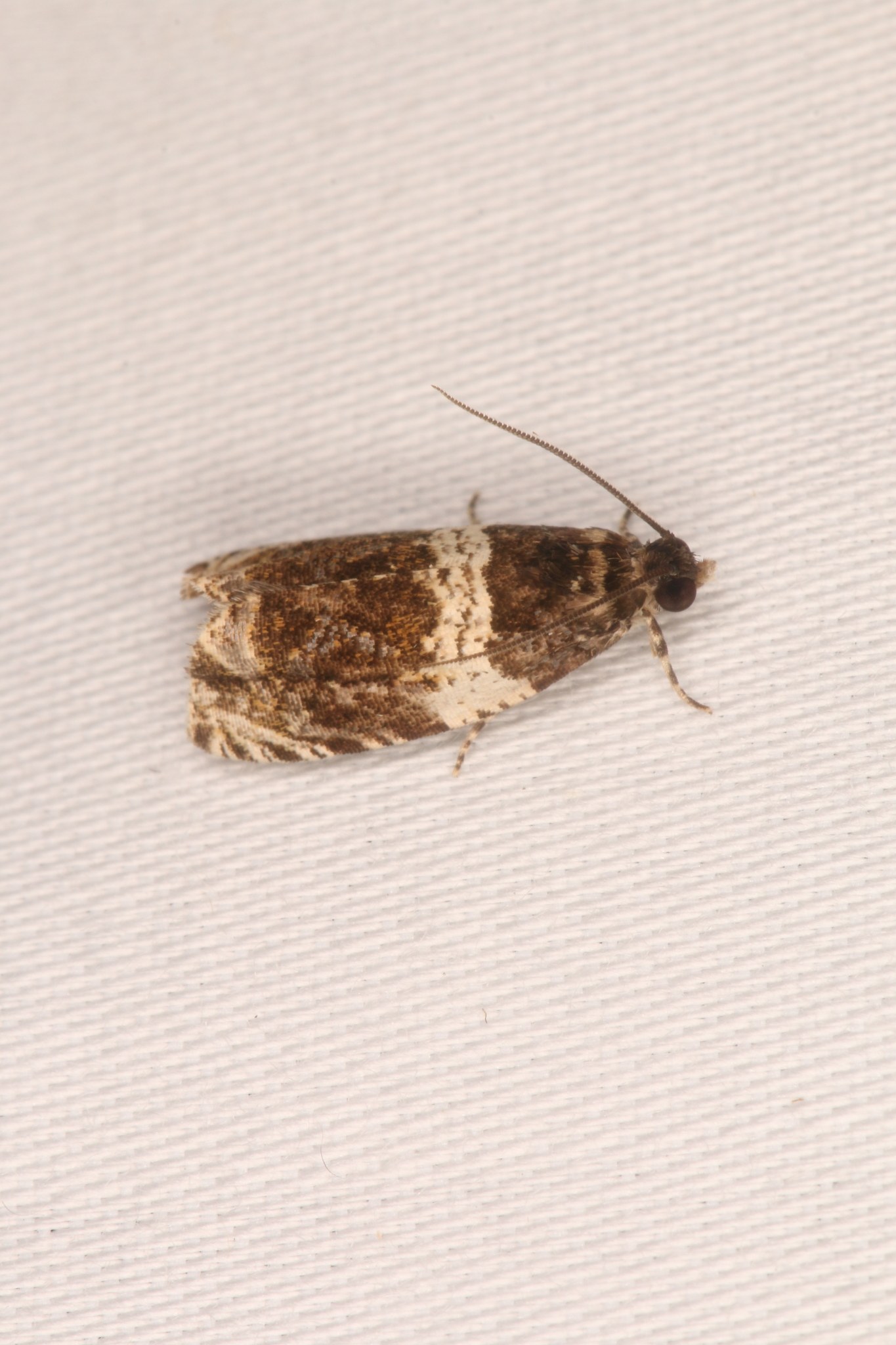 Olethreutes