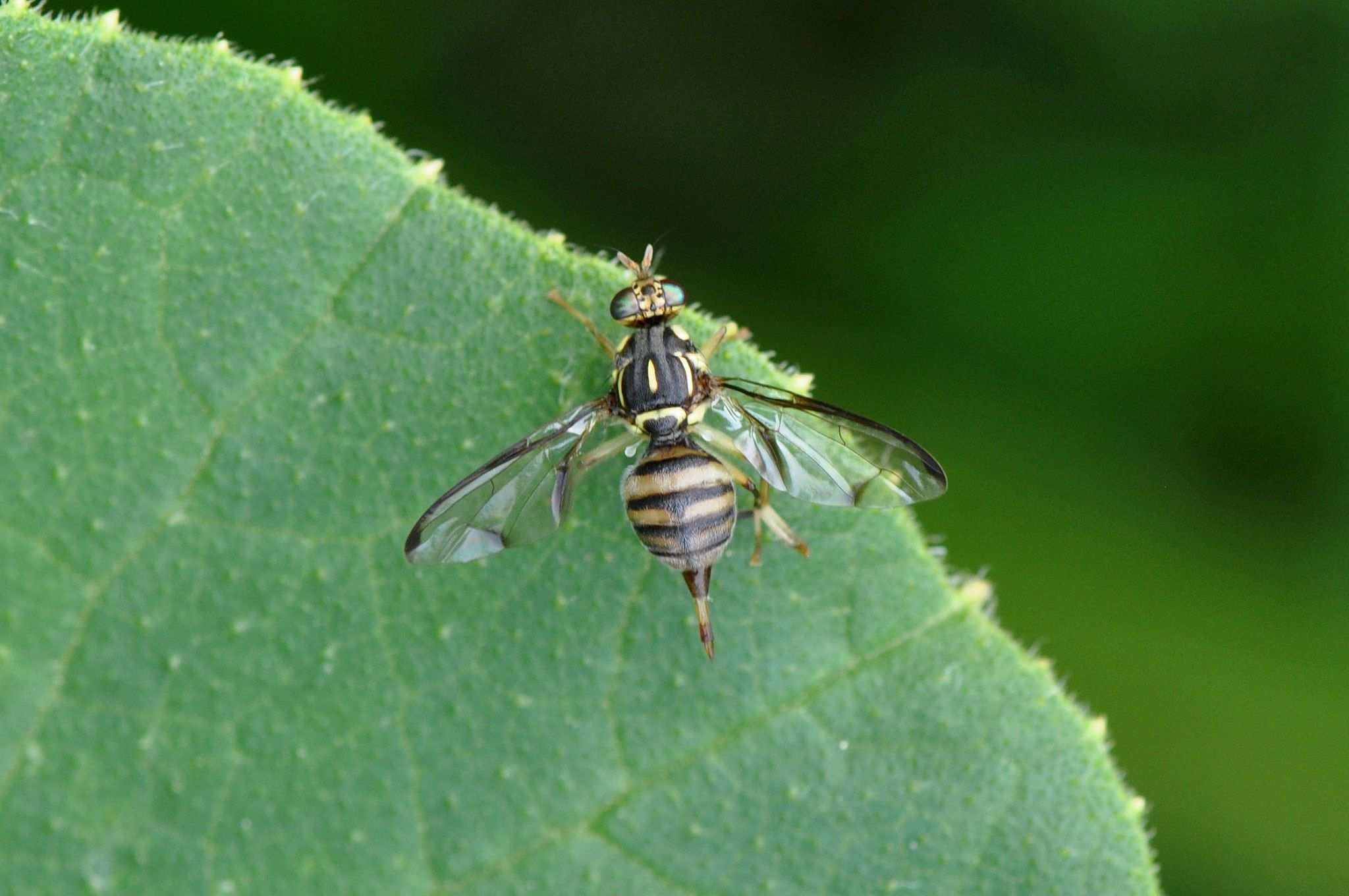 Zeugodacus scutellatus
