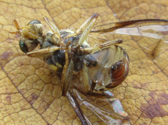 Zeugodacus scutellatus
