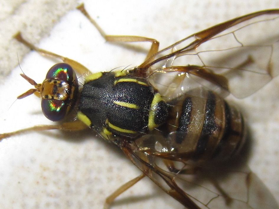 Zeugodacus scutellatus