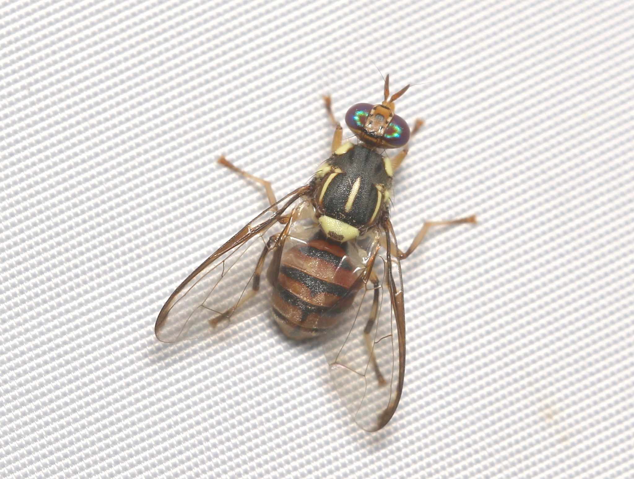 Zeugodacus scutellatus
