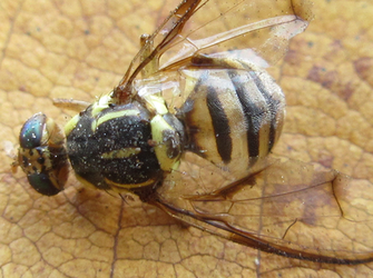 Zeugodacus scutellatus