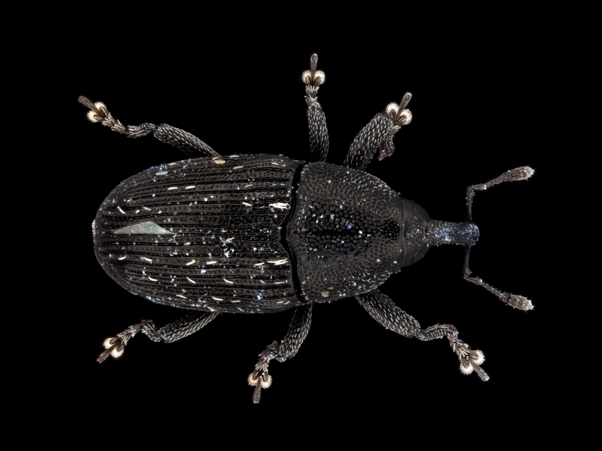 Pseudobaris