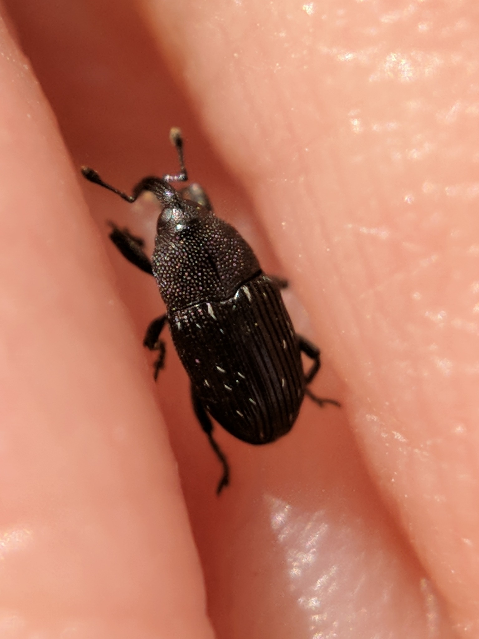 Pseudobaris
