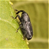 Pseudobaris