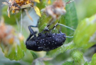 Pseudobaris