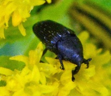 Pseudobaris