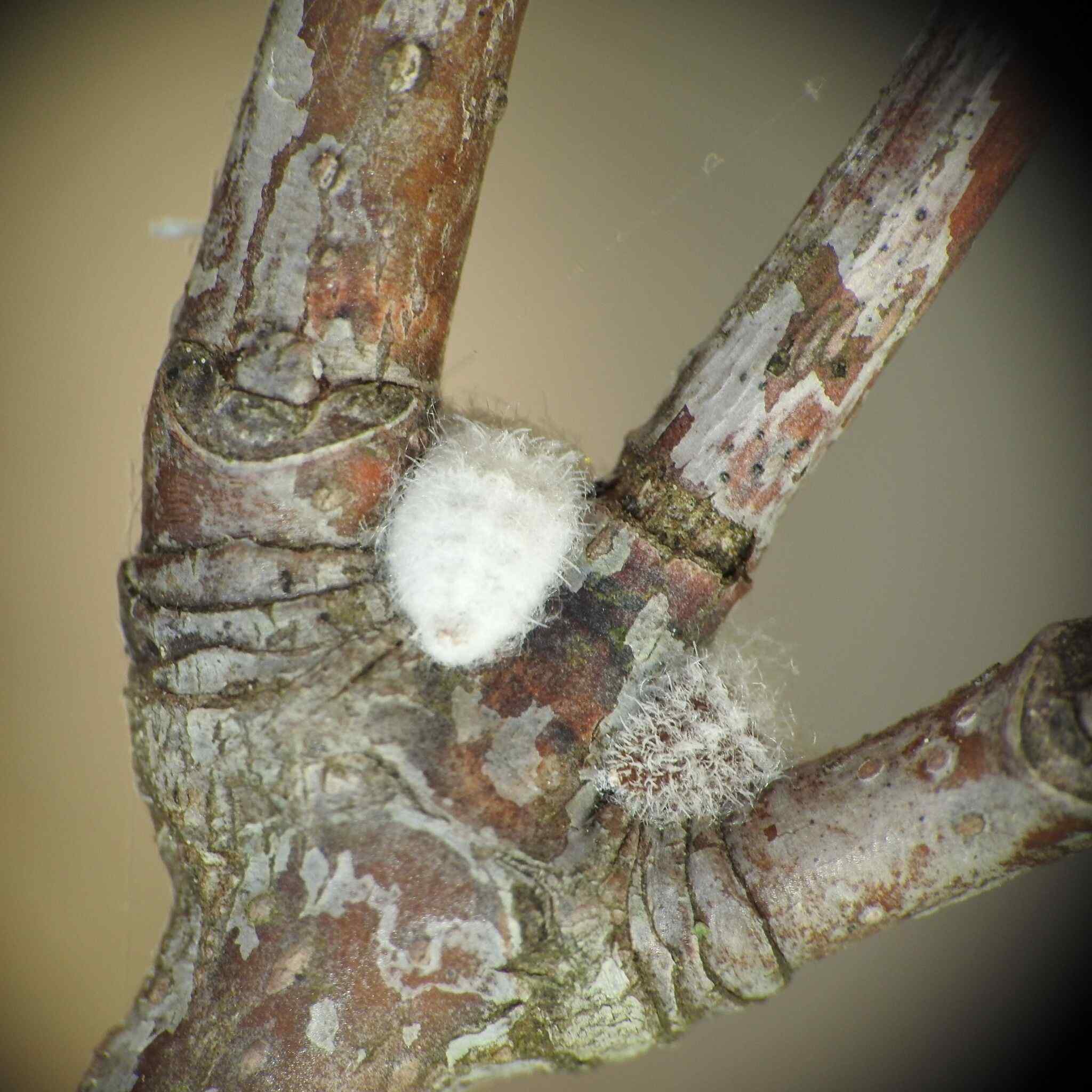 Acanthococcus azaleae