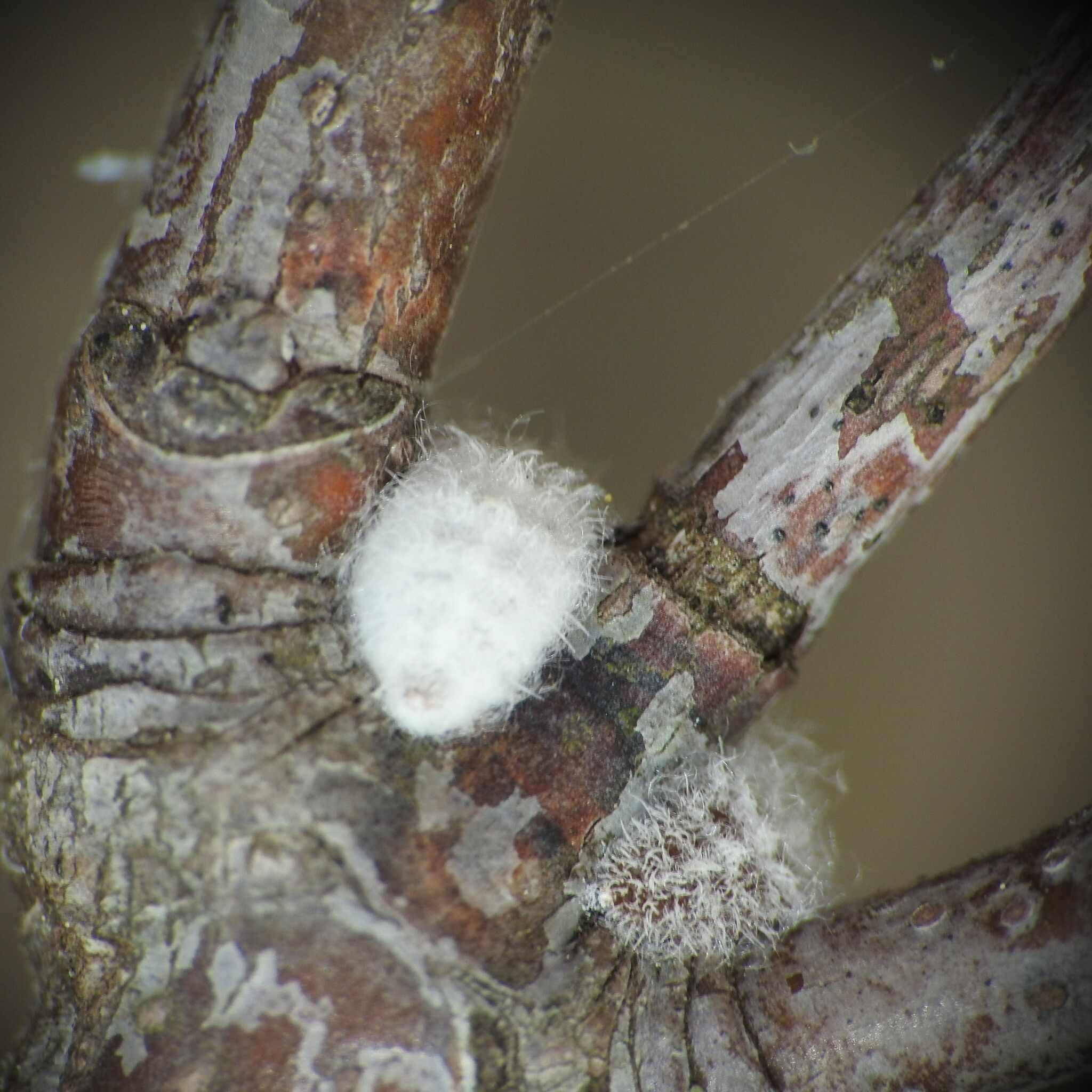Acanthococcus azaleae