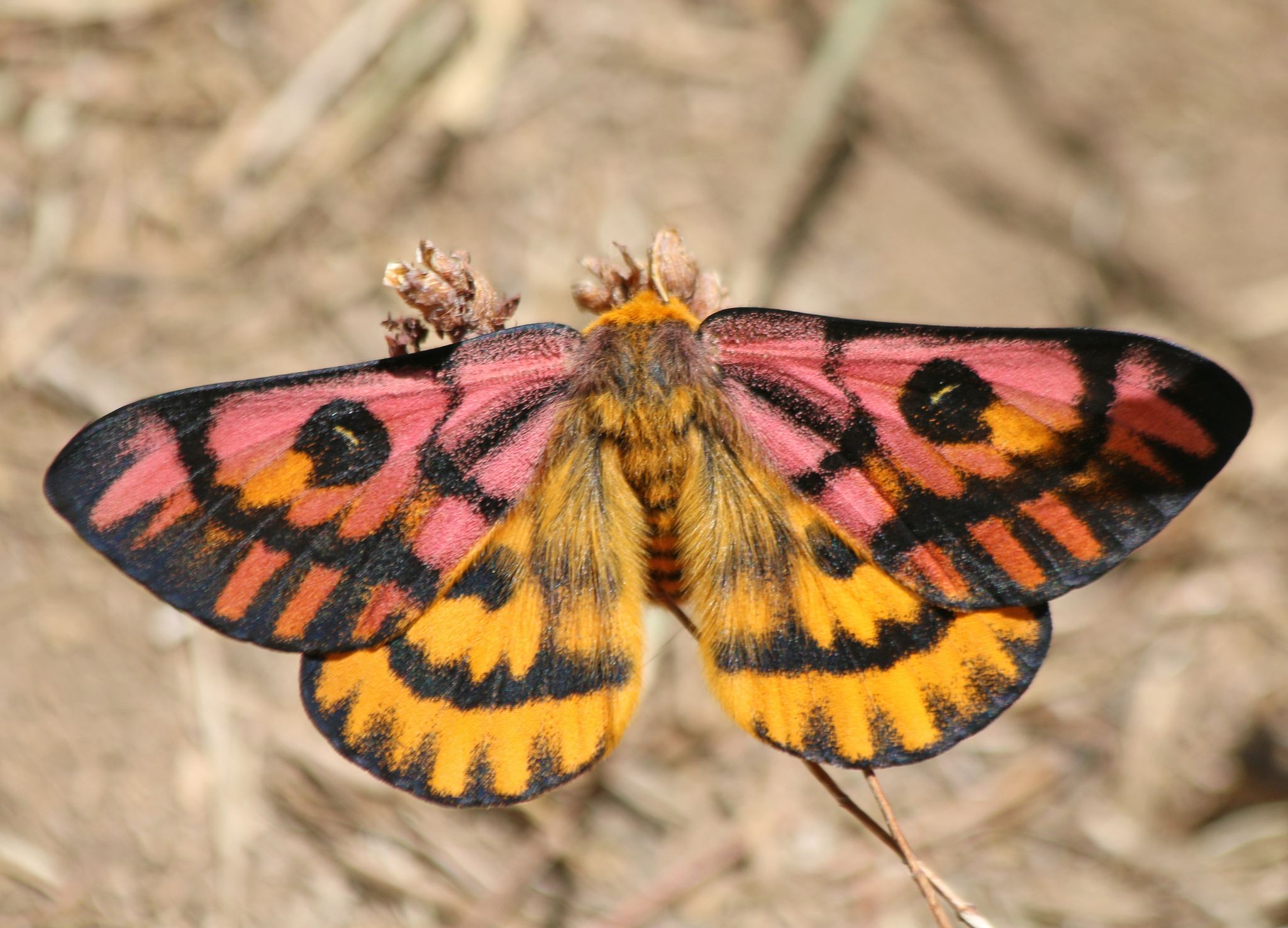 Hemileuca eglanterina