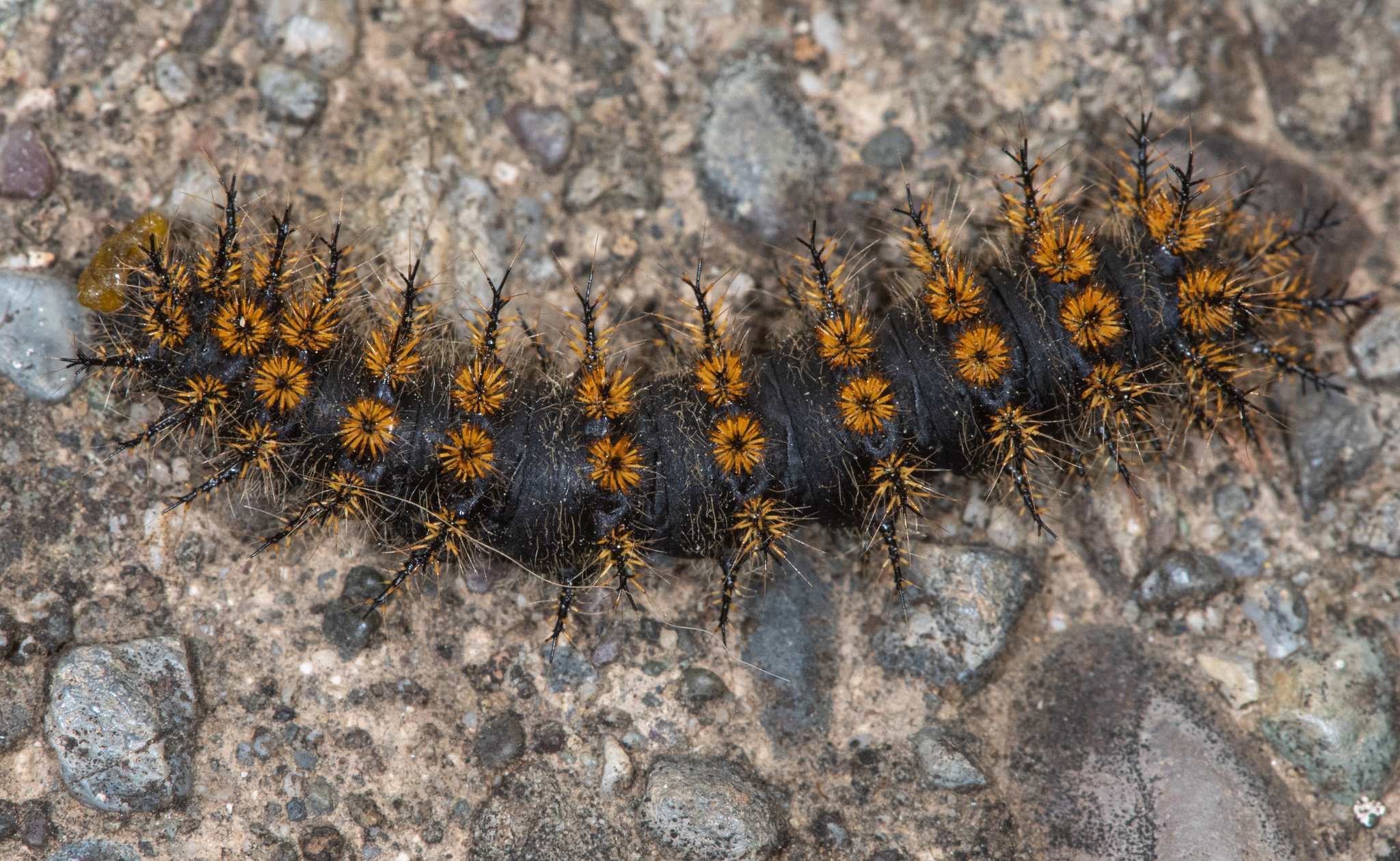 Hemileuca eglanterina