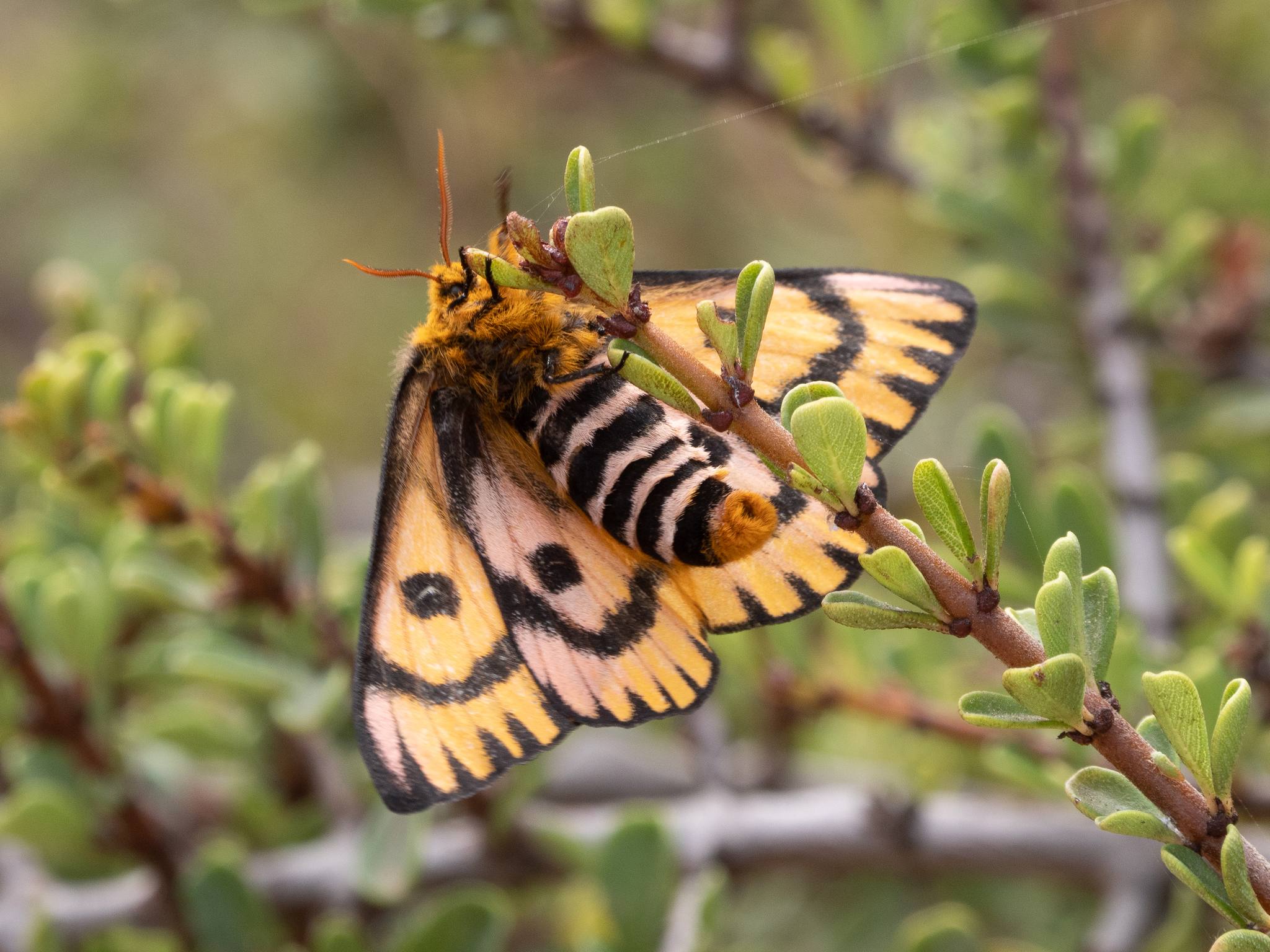 Hemileuca eglanterina