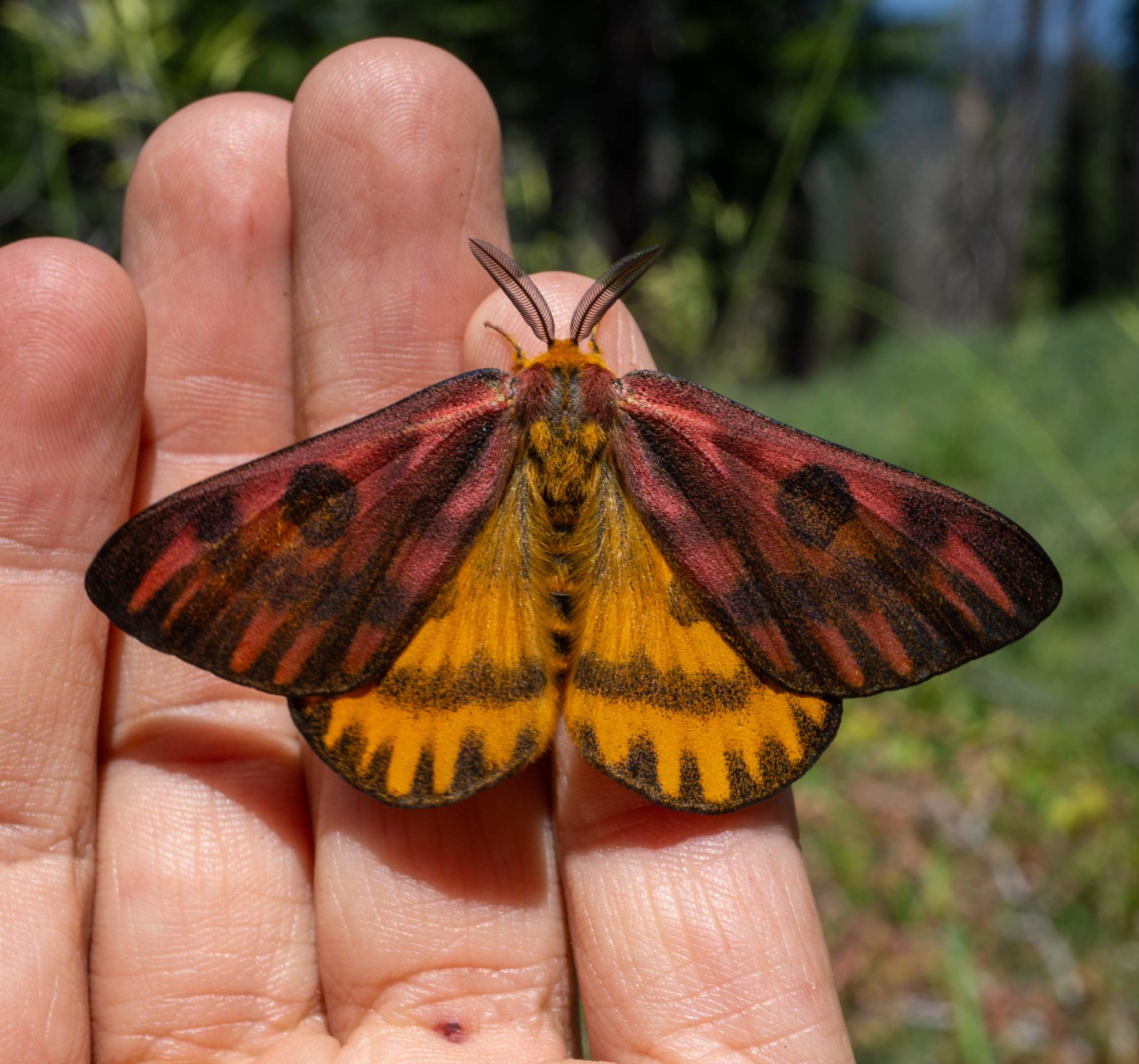 Hemileuca eglanterina