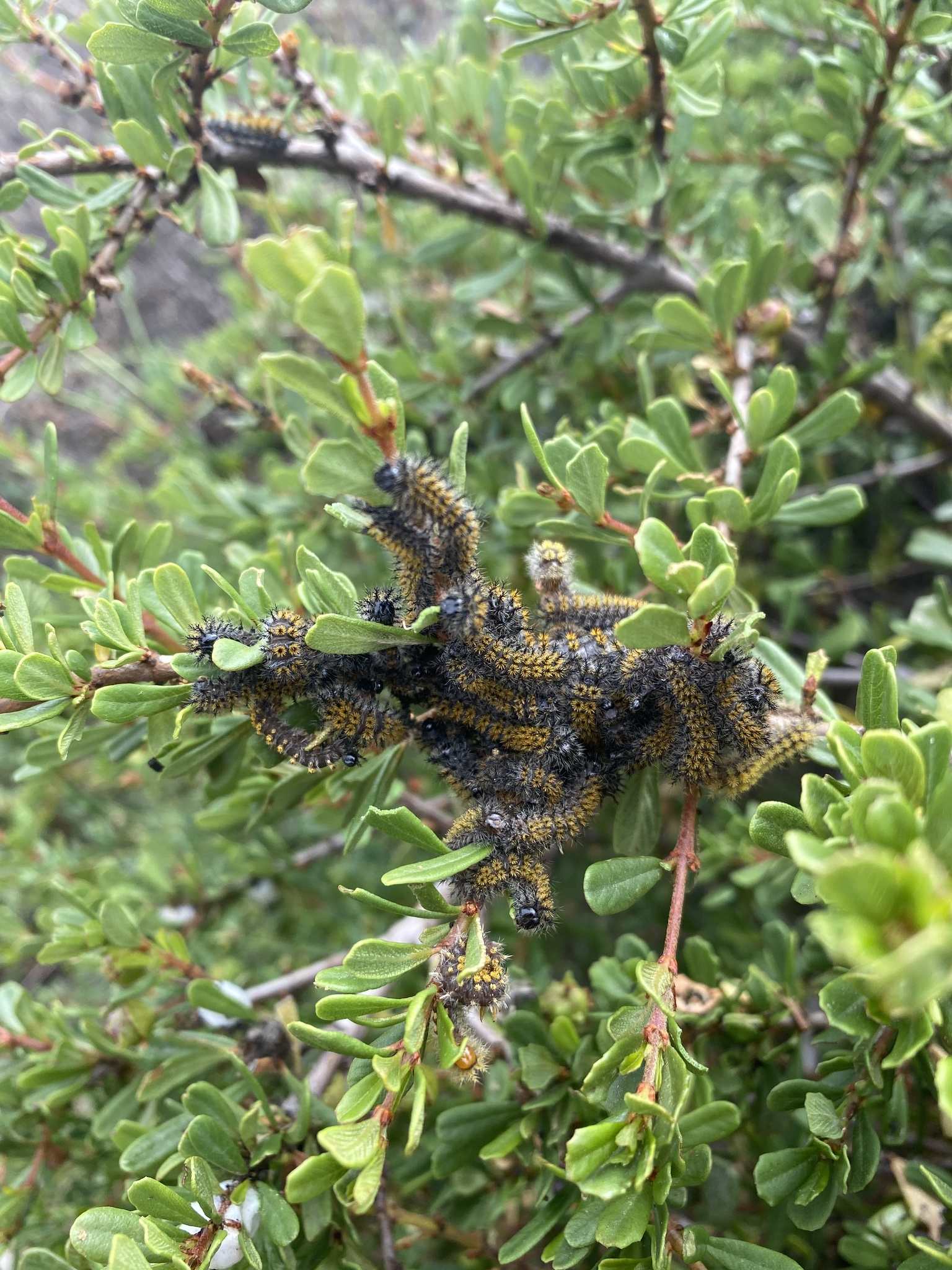 Hemileuca eglanterina