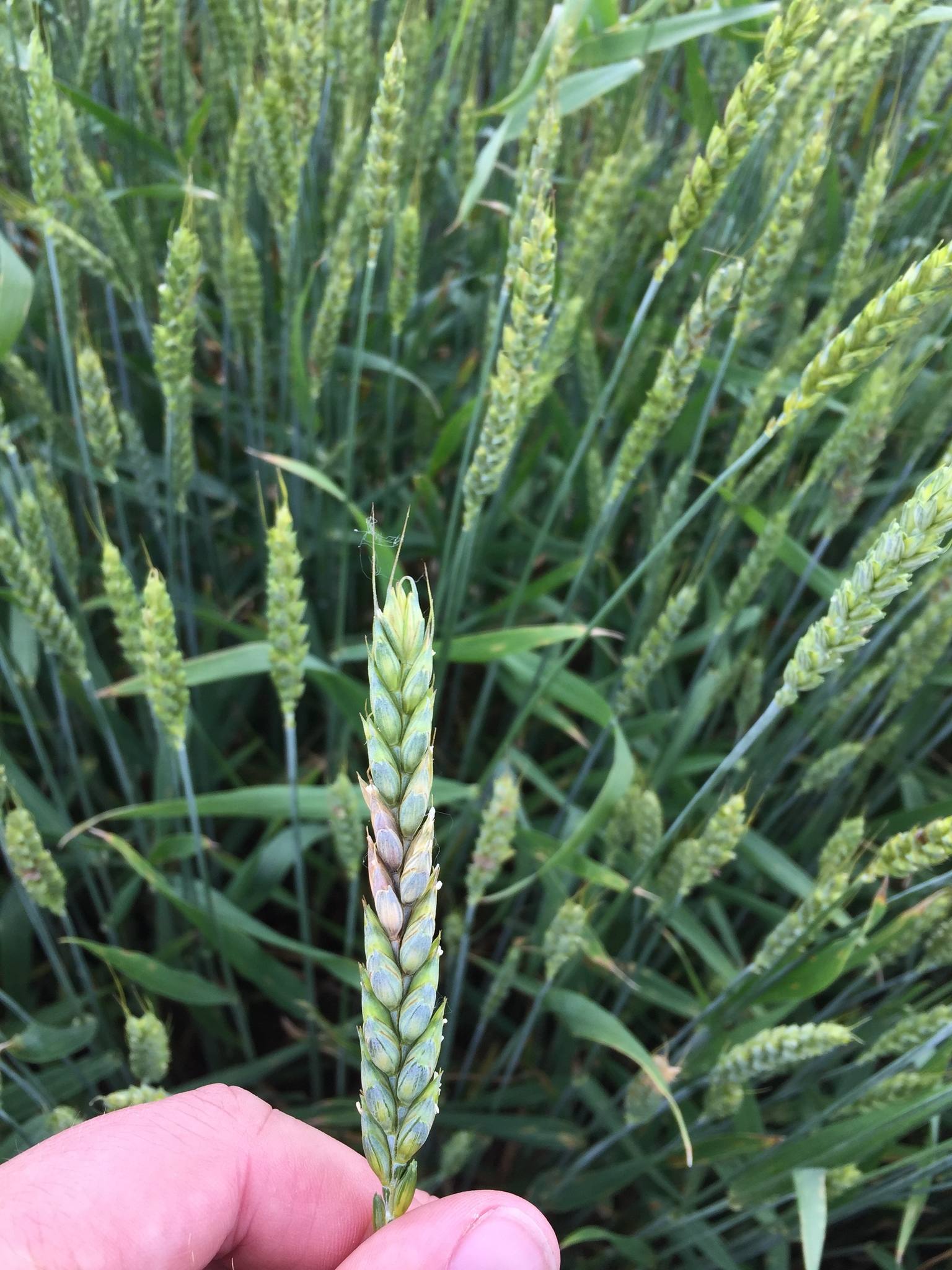 Fusarium graminearum