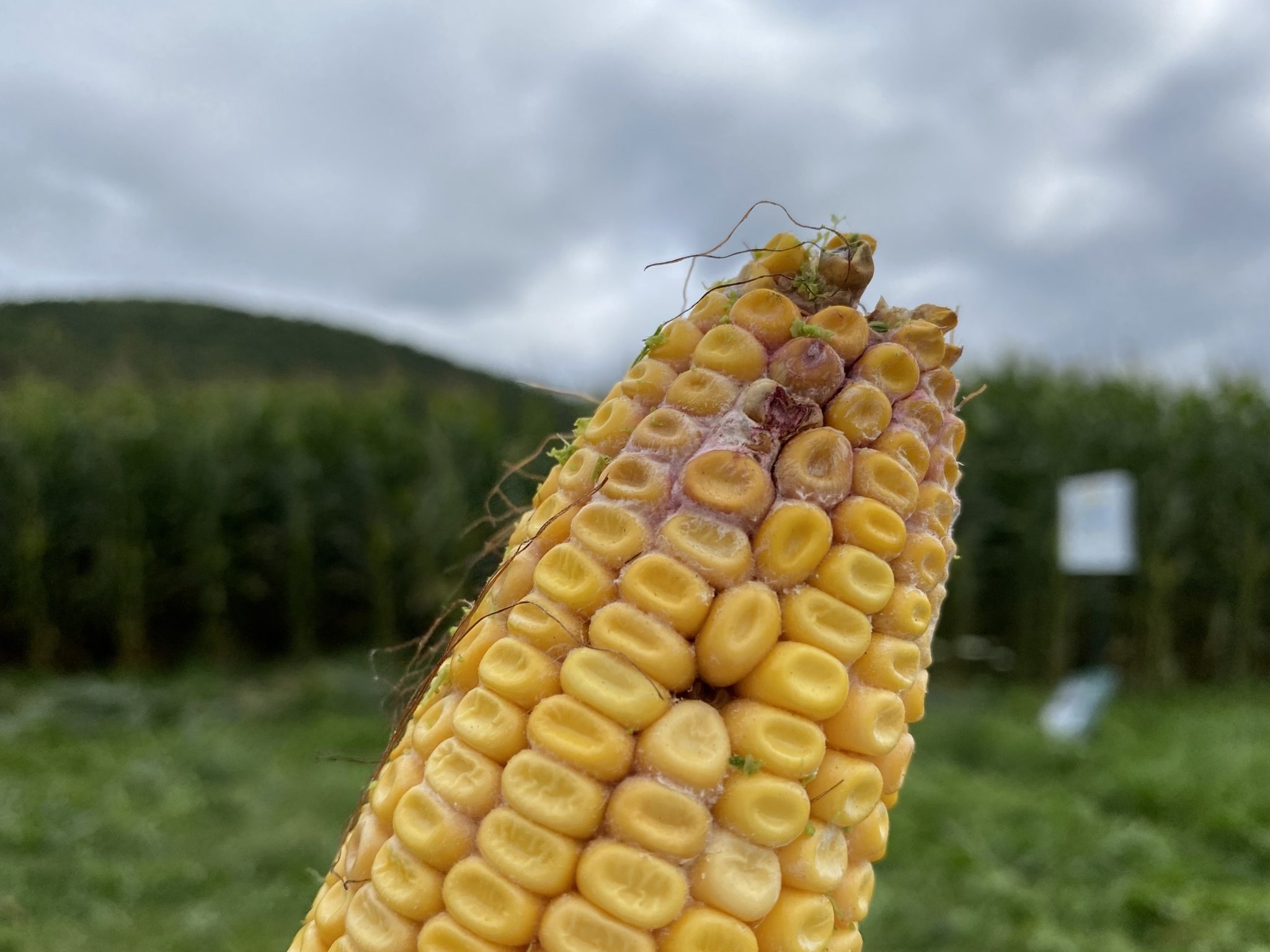 Fusarium graminearum