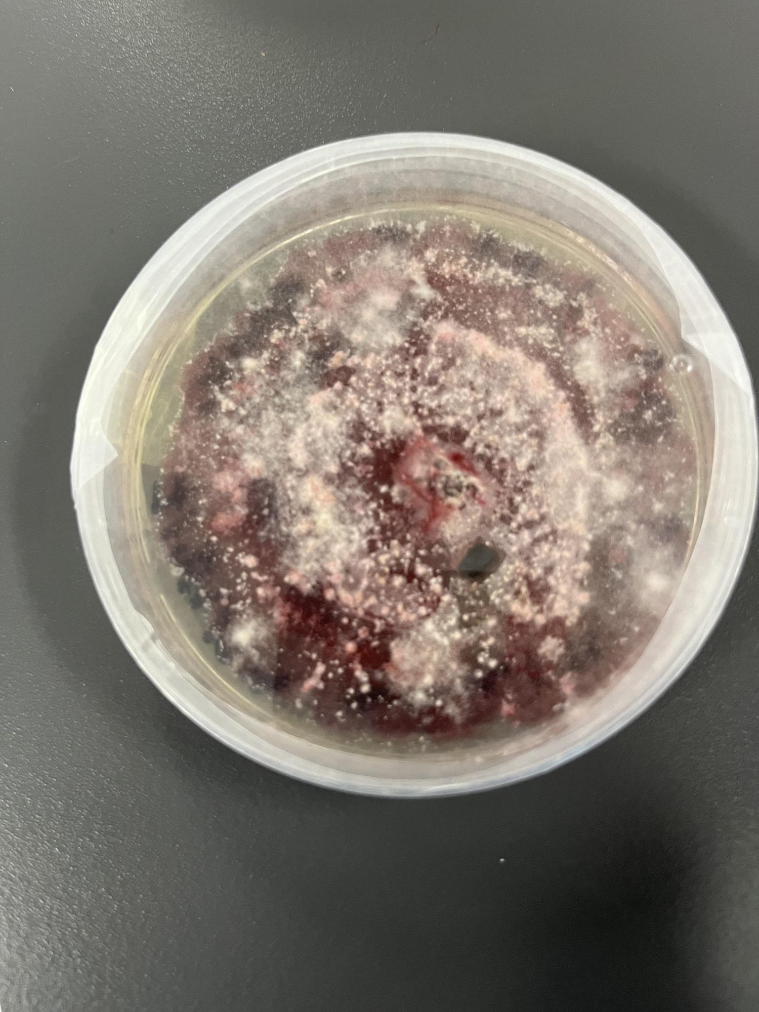 Fusarium graminearum