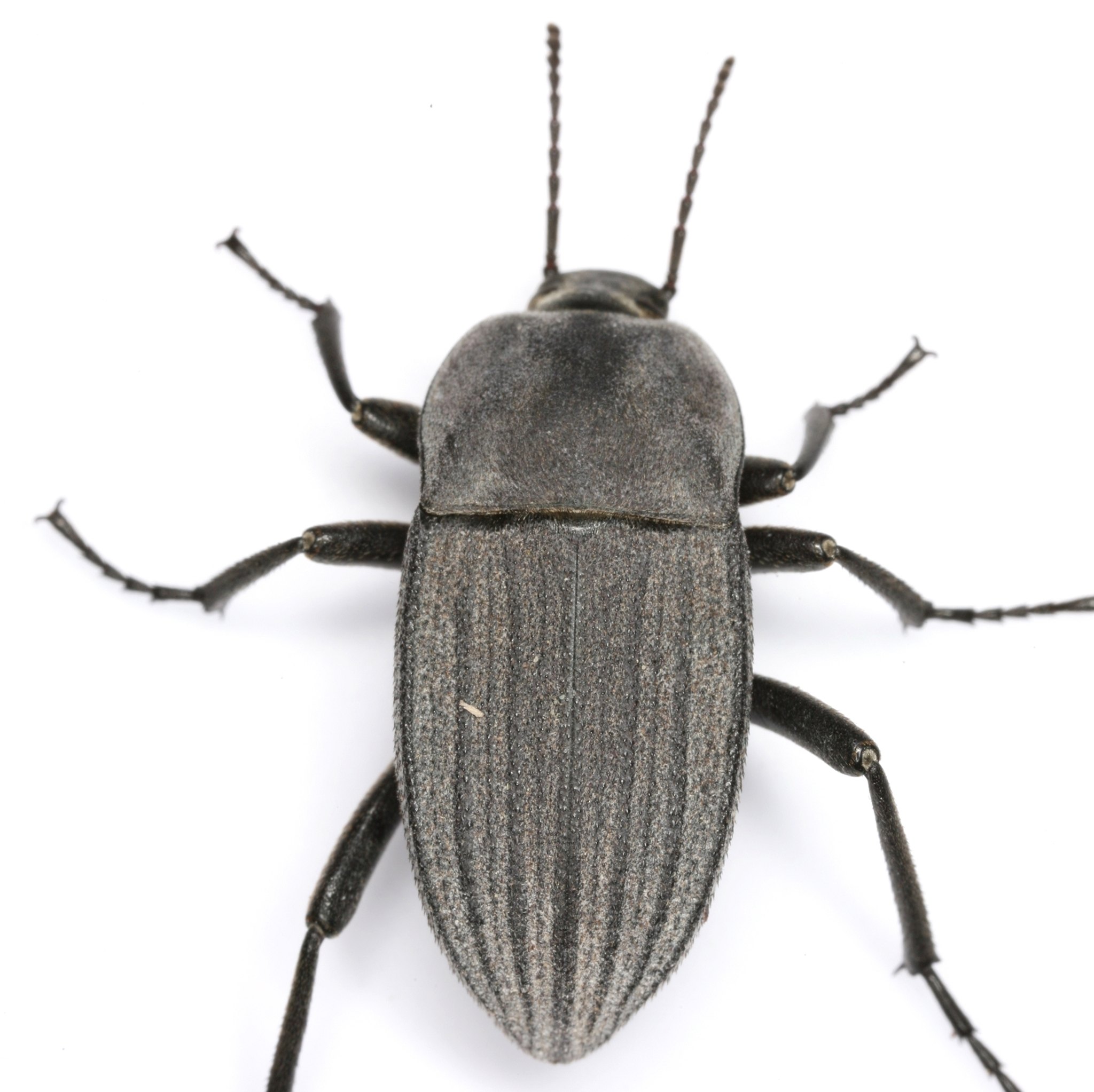 Pimelia