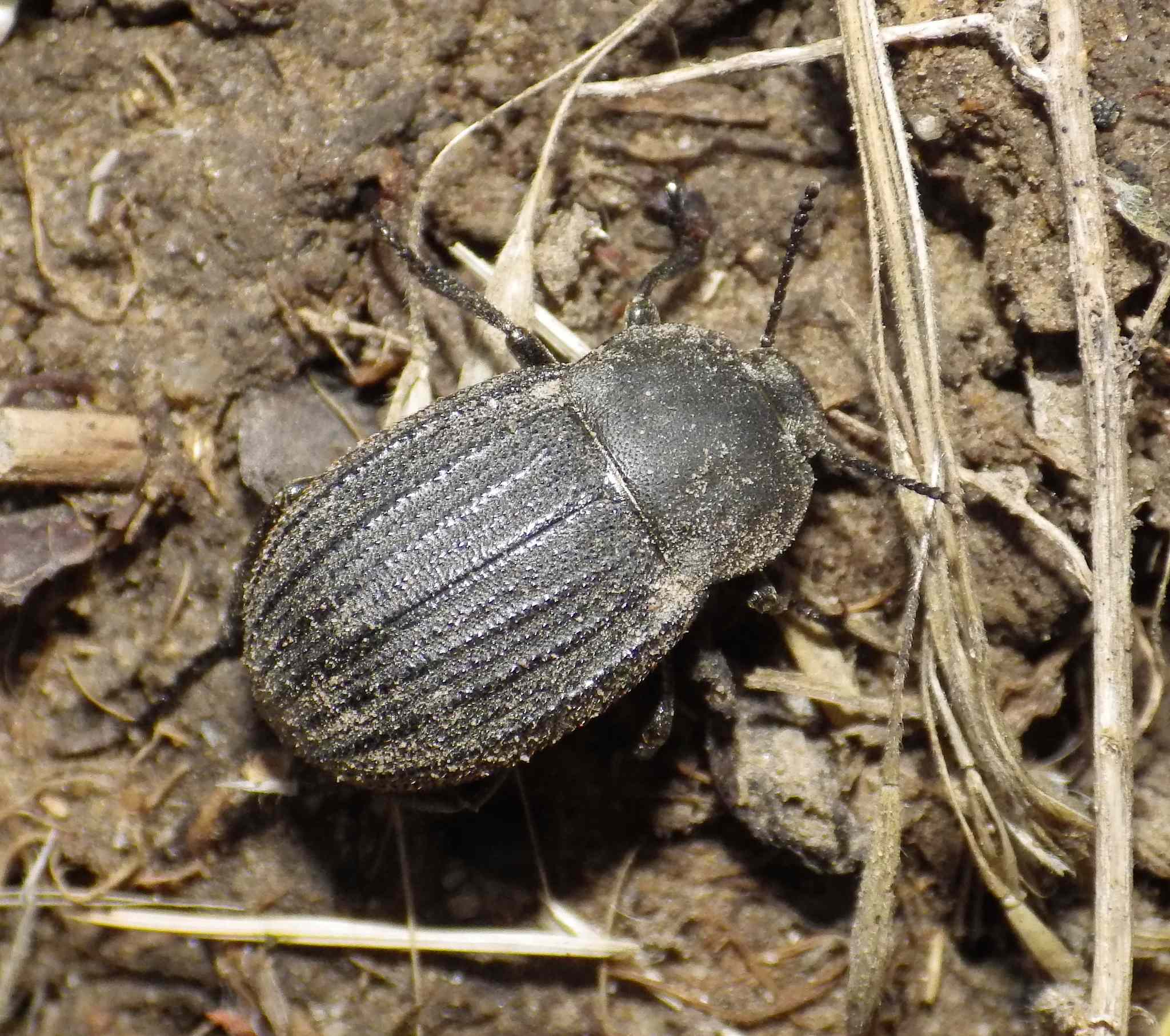 Pimelia