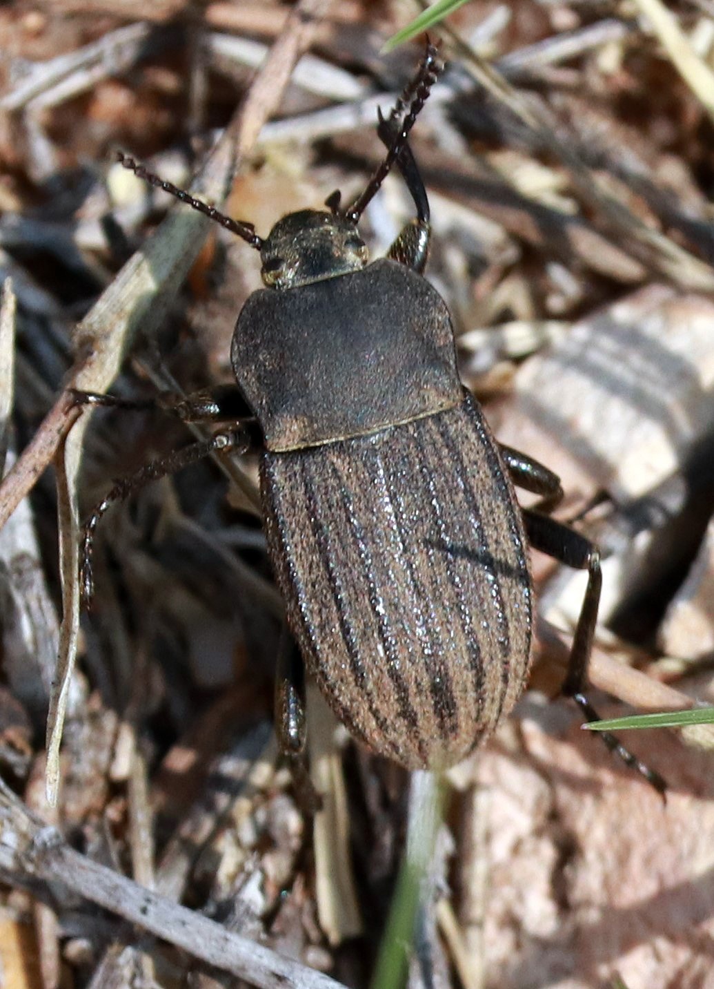 Pimelia