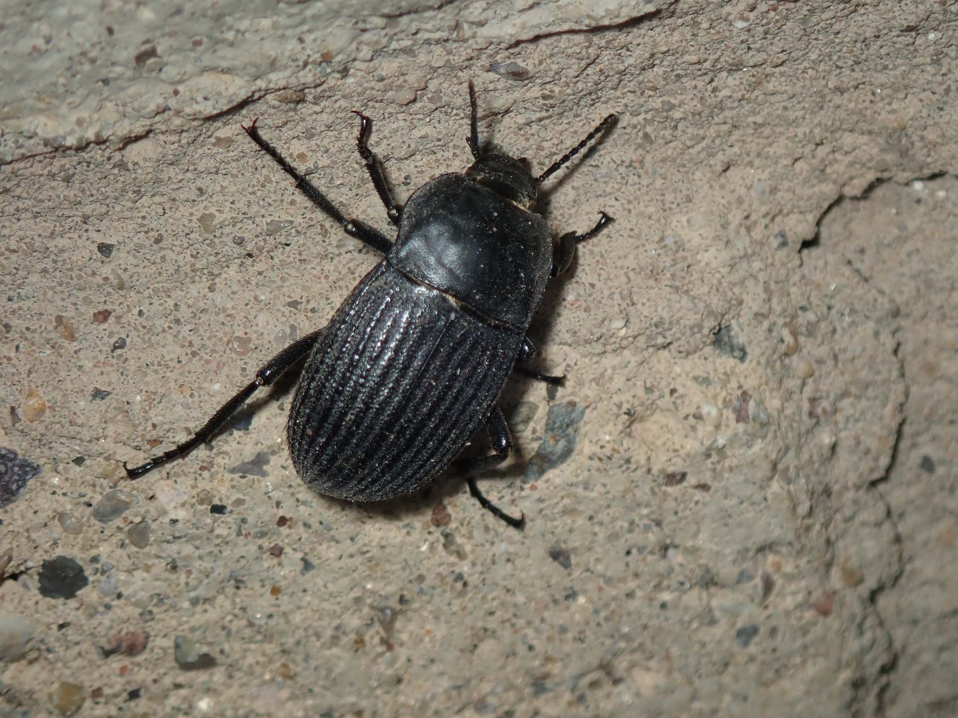 Pimelia
