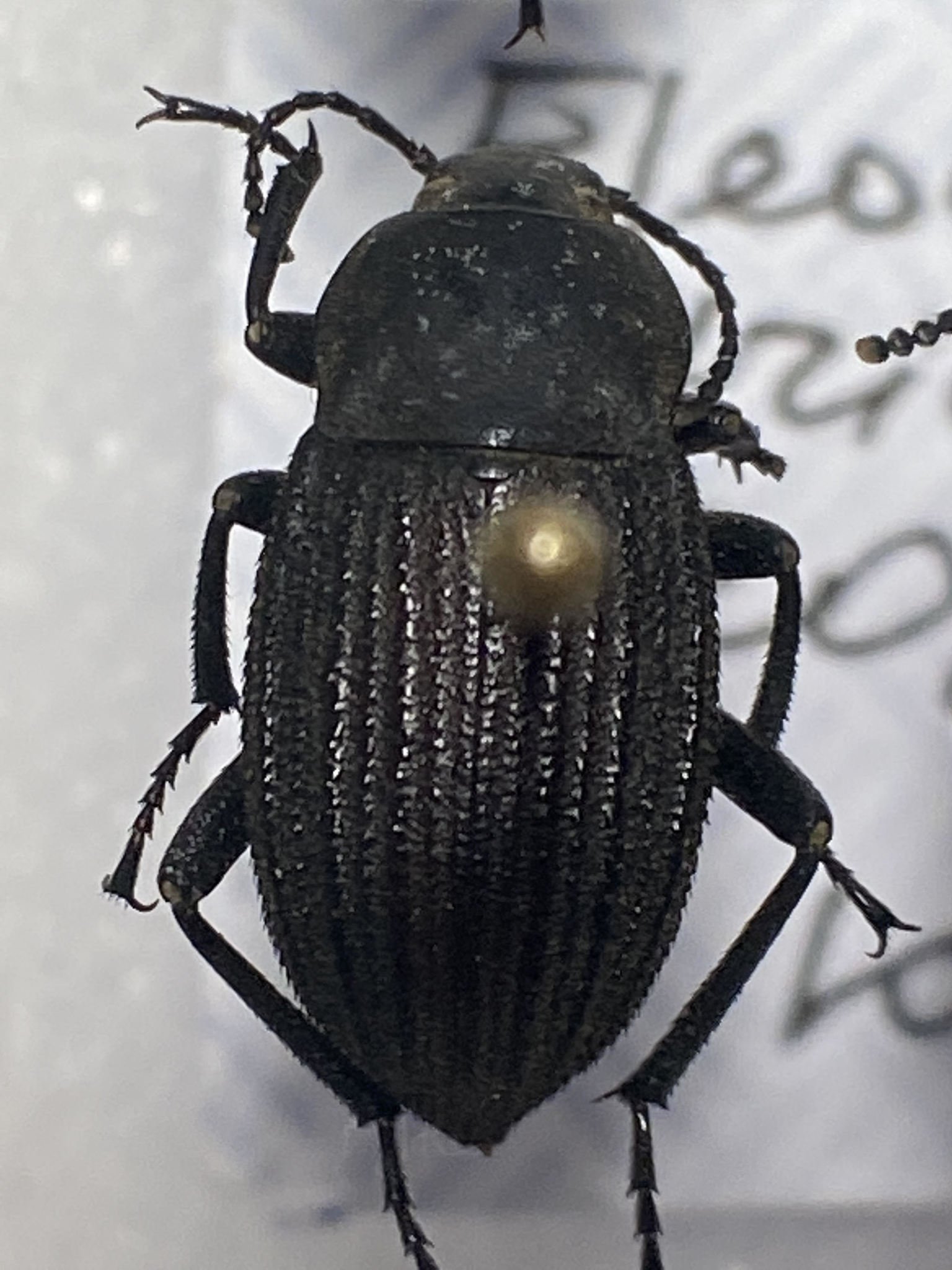 Pimelia