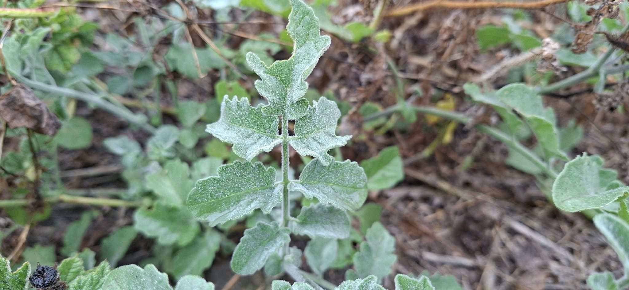 Solanum peruvianum