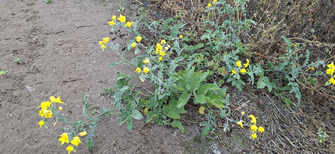 Solanum peruvianum